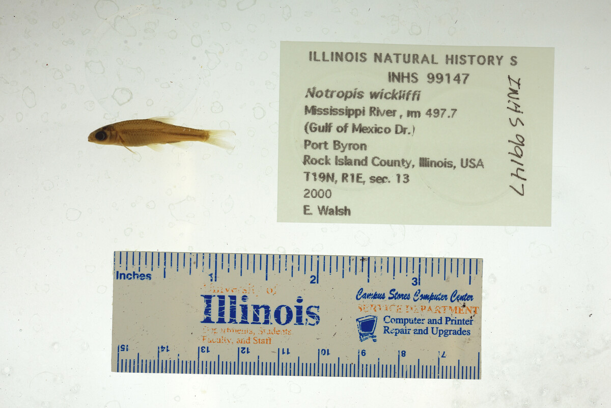 Notropis wickliffi image