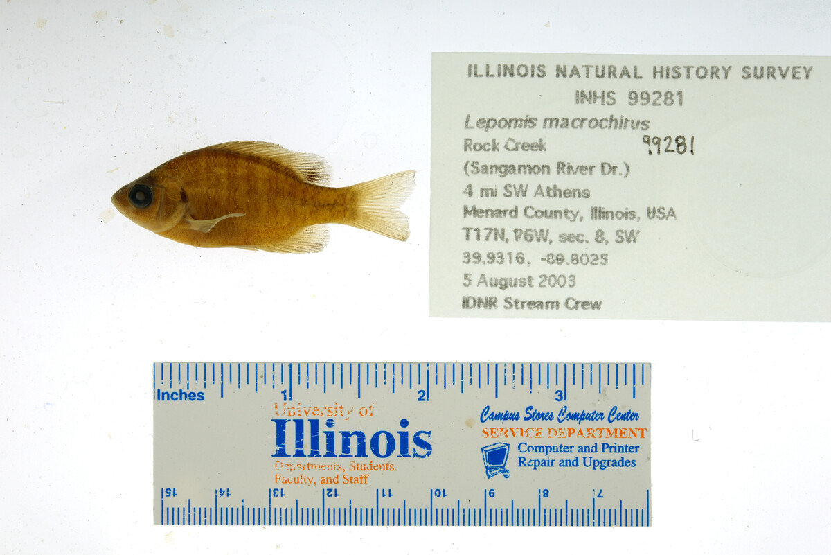 Lepomis macrochirus image