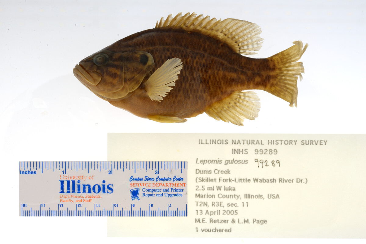 Lepomis gulosus image