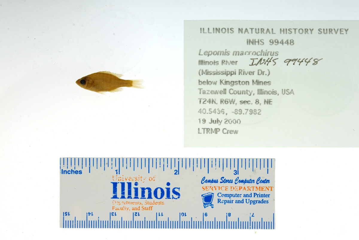 Lepomis macrochirus image