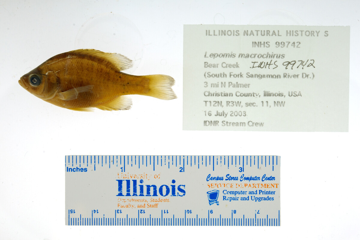 Lepomis macrochirus image