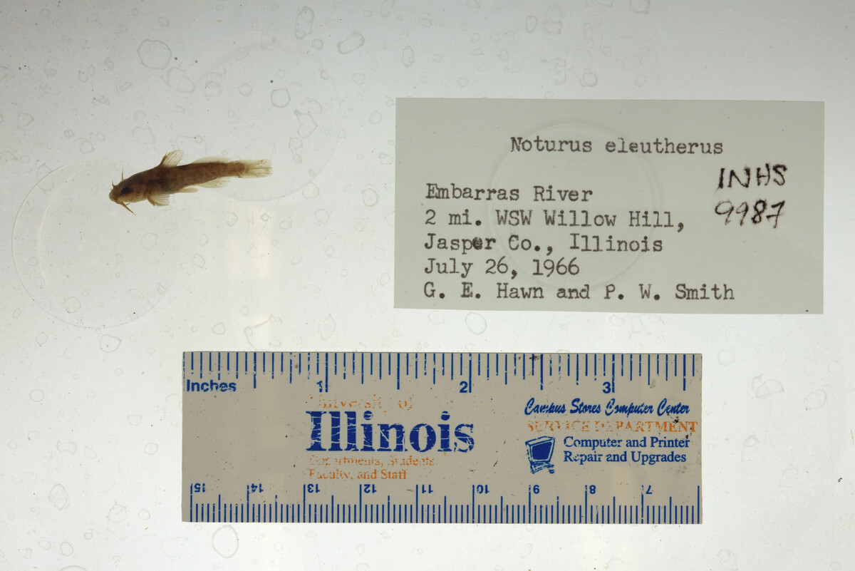 Noturus eleutherus image