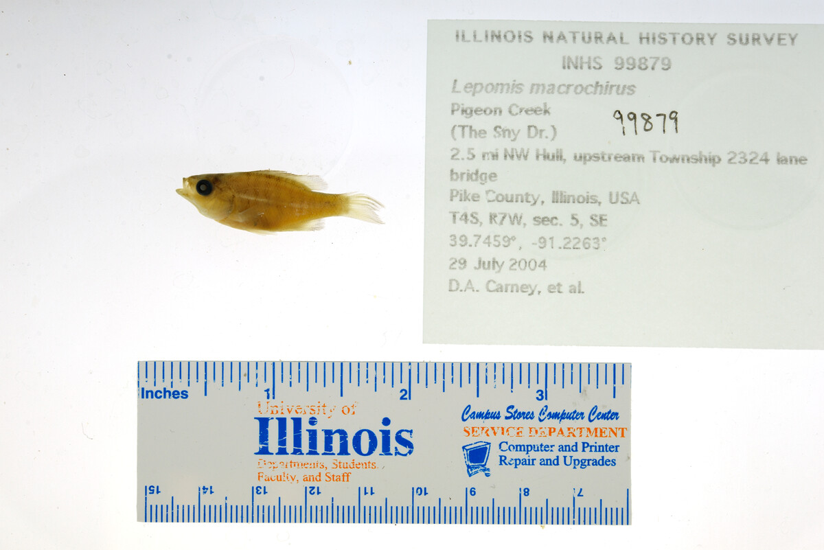 Lepomis macrochirus image