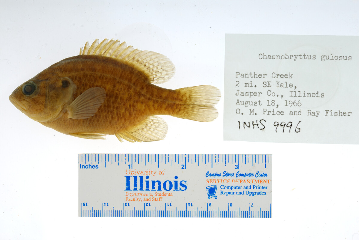 Lepomis gulosus image