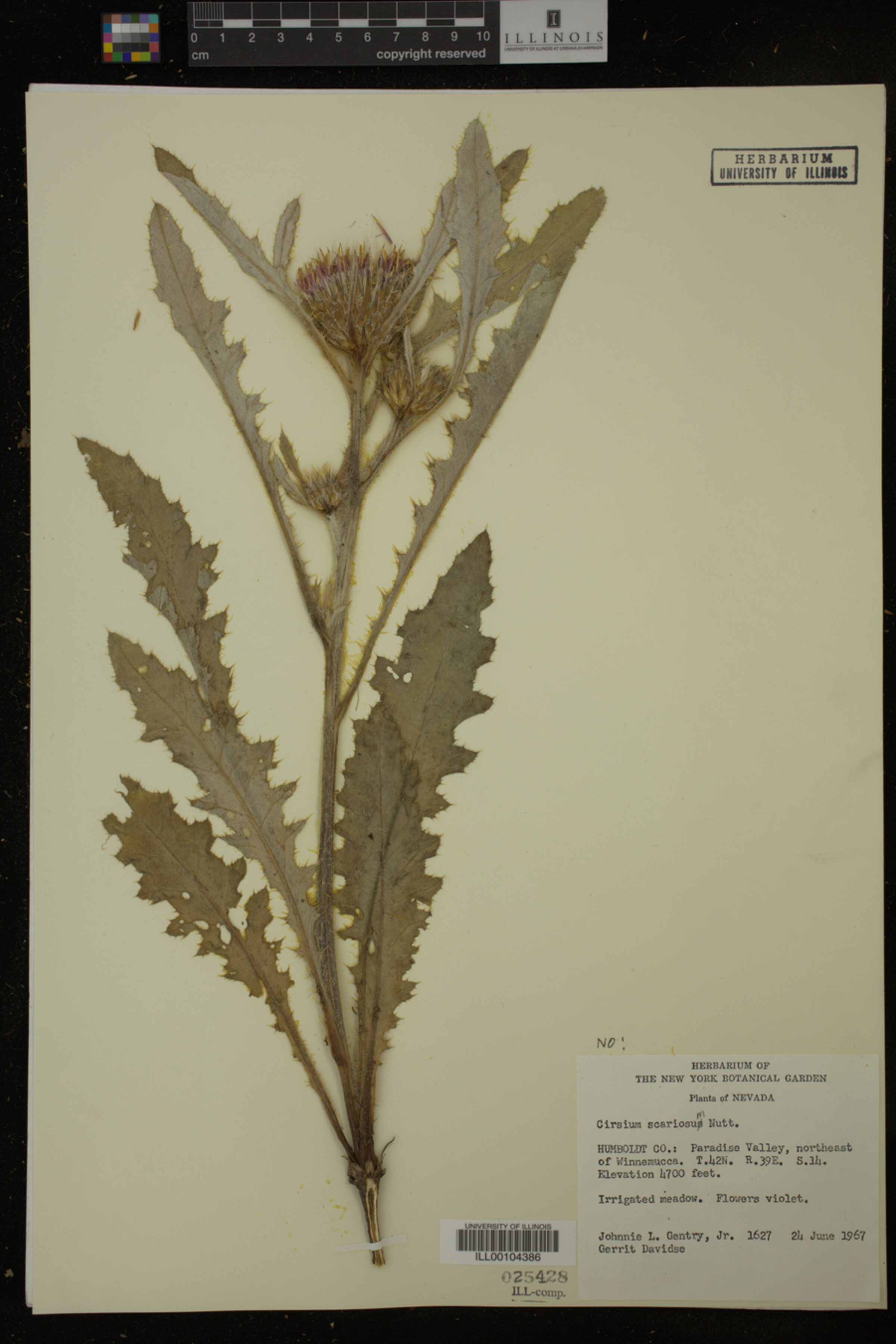 Cirsium scariosum image