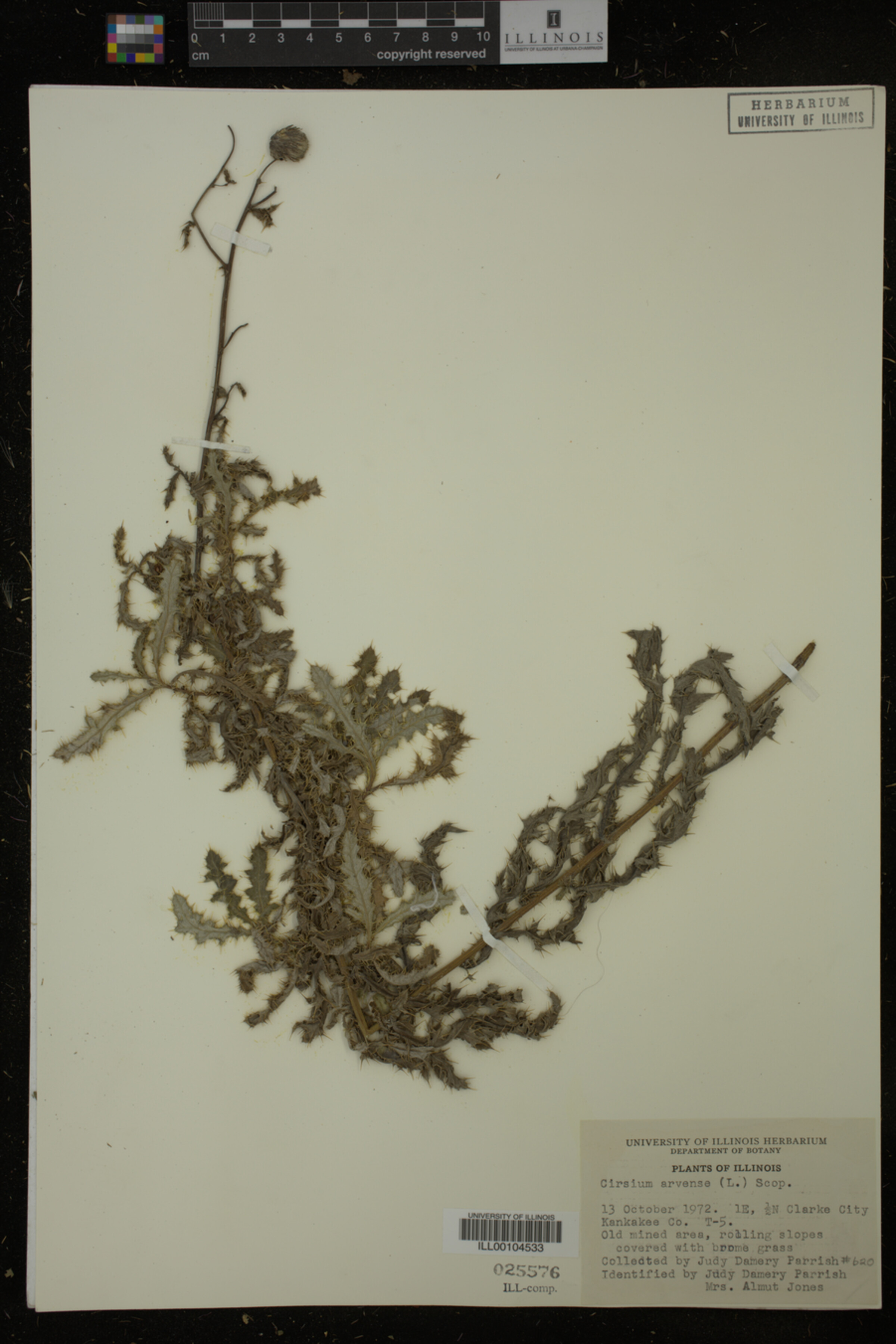 Cirsium arvense image
