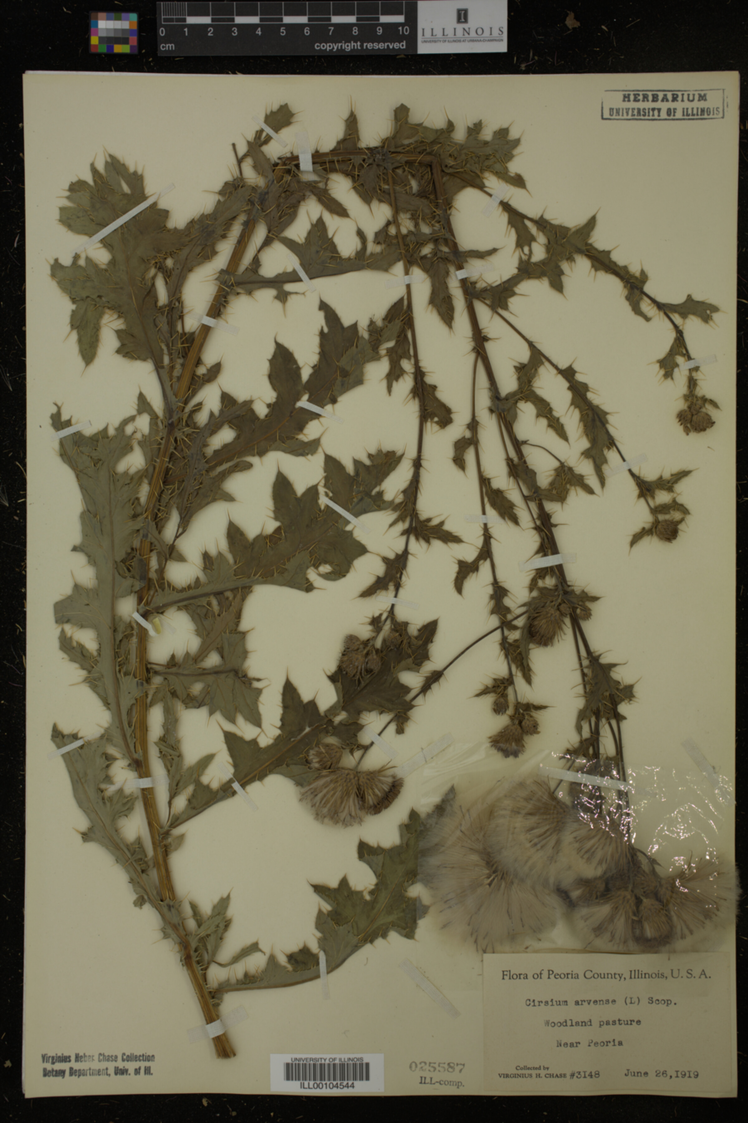 Cirsium arvense image