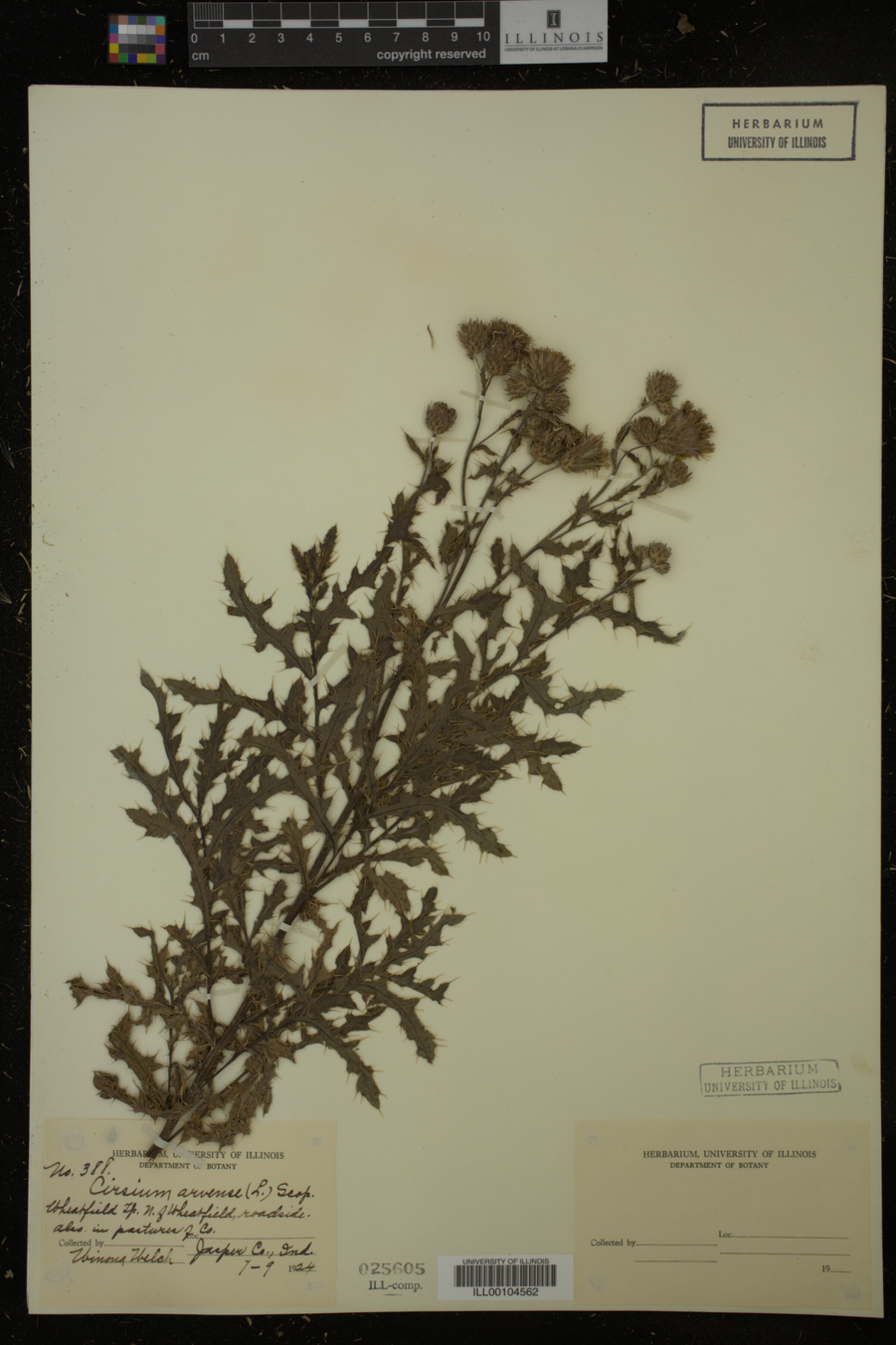 Cirsium arvense image