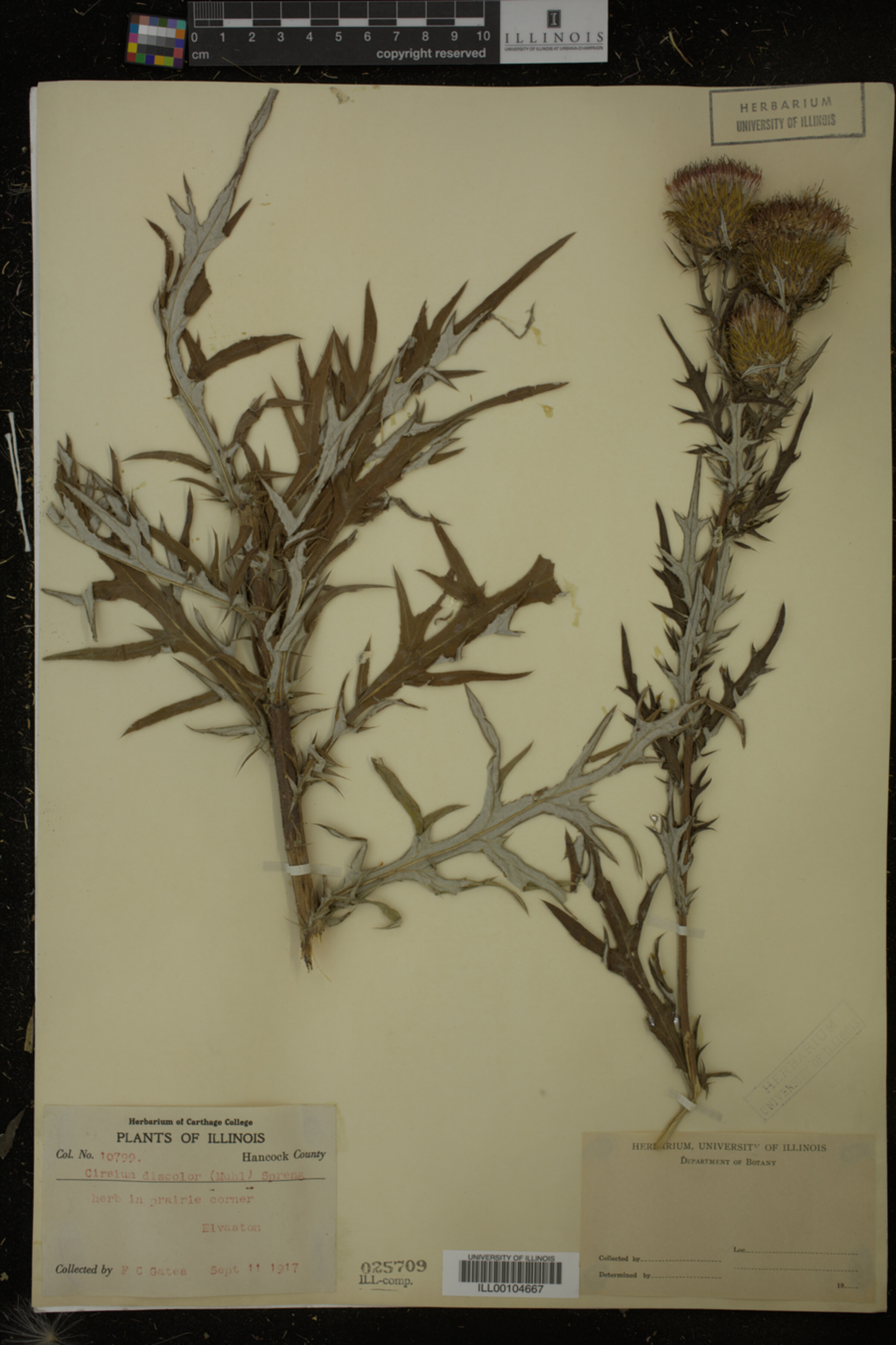 Cirsium image