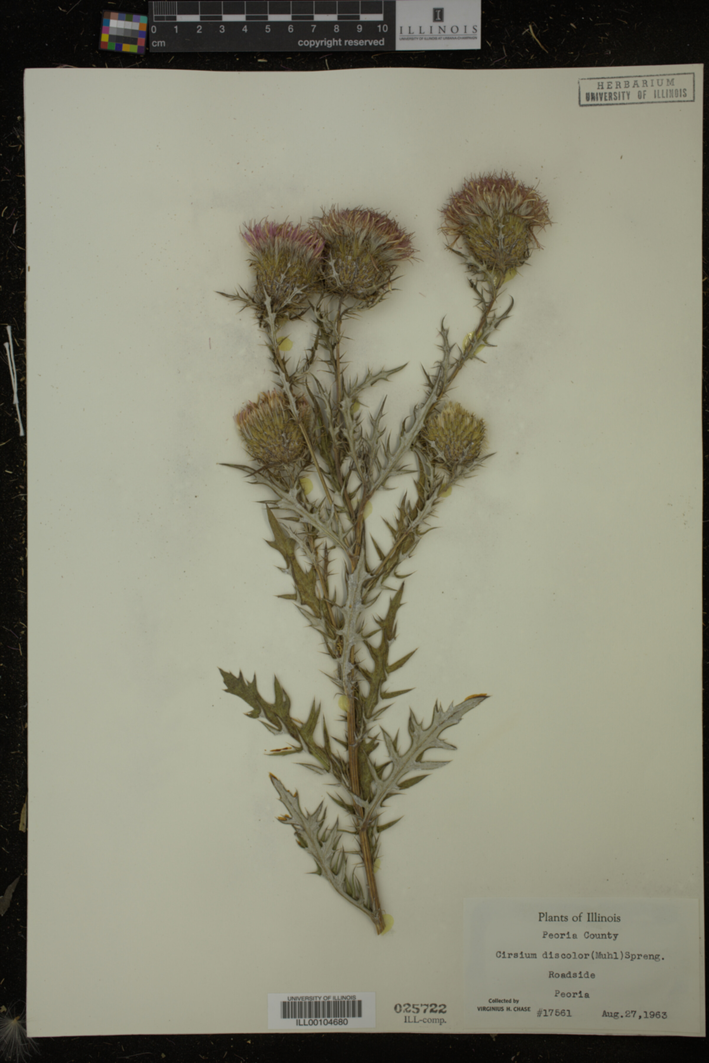 Cirsium discolor image