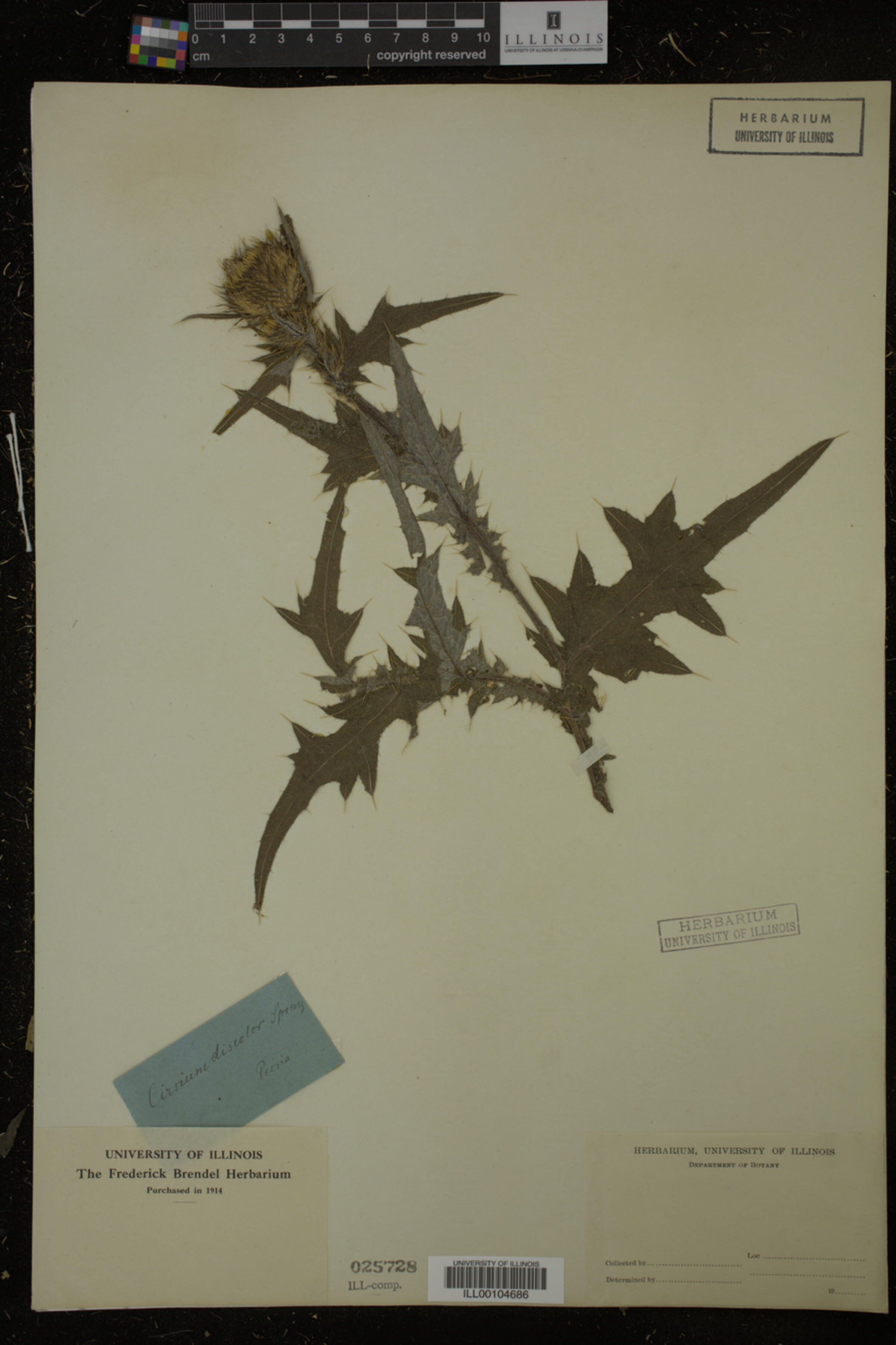Cirsium image
