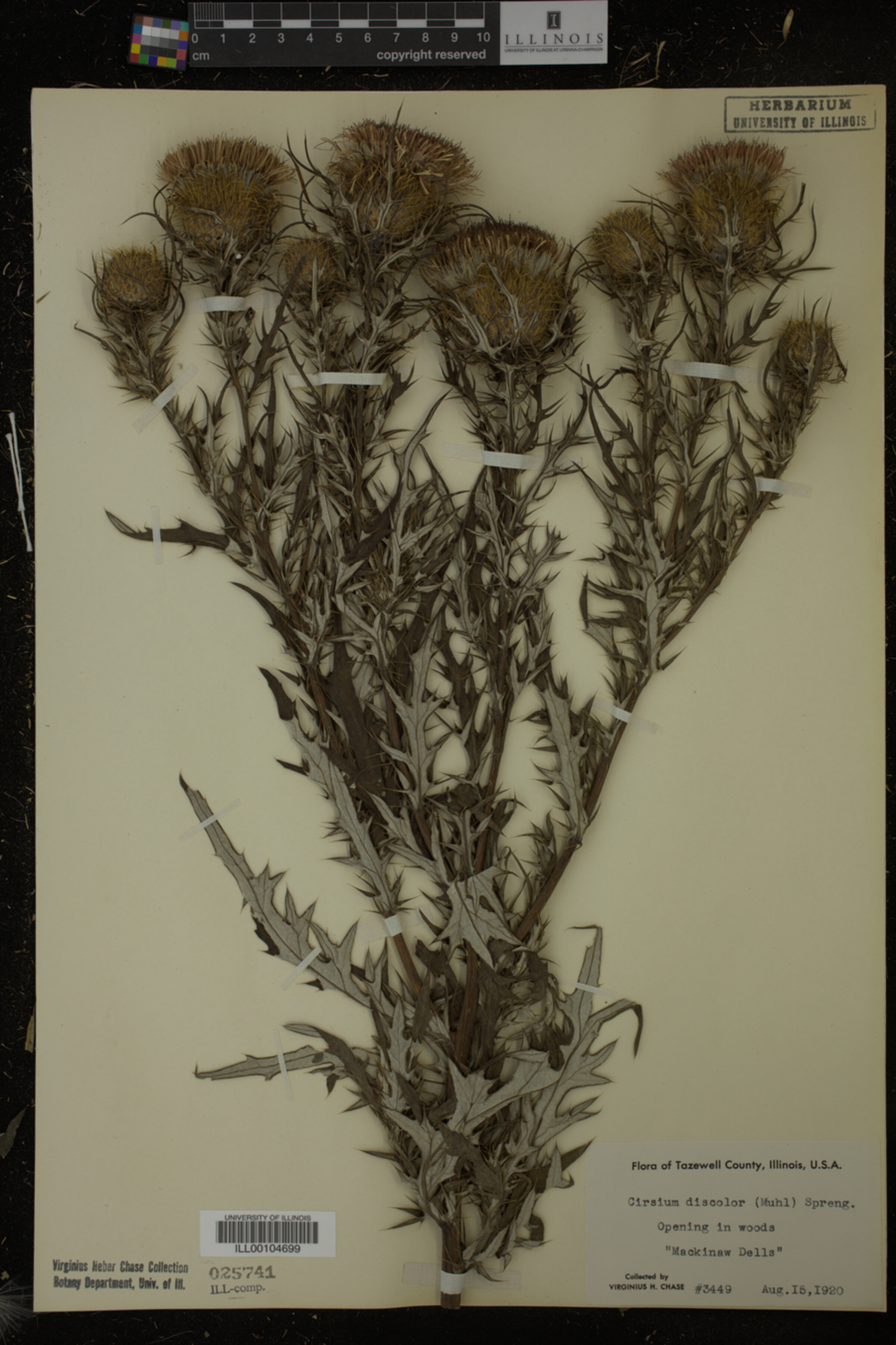 Cirsium discolor image
