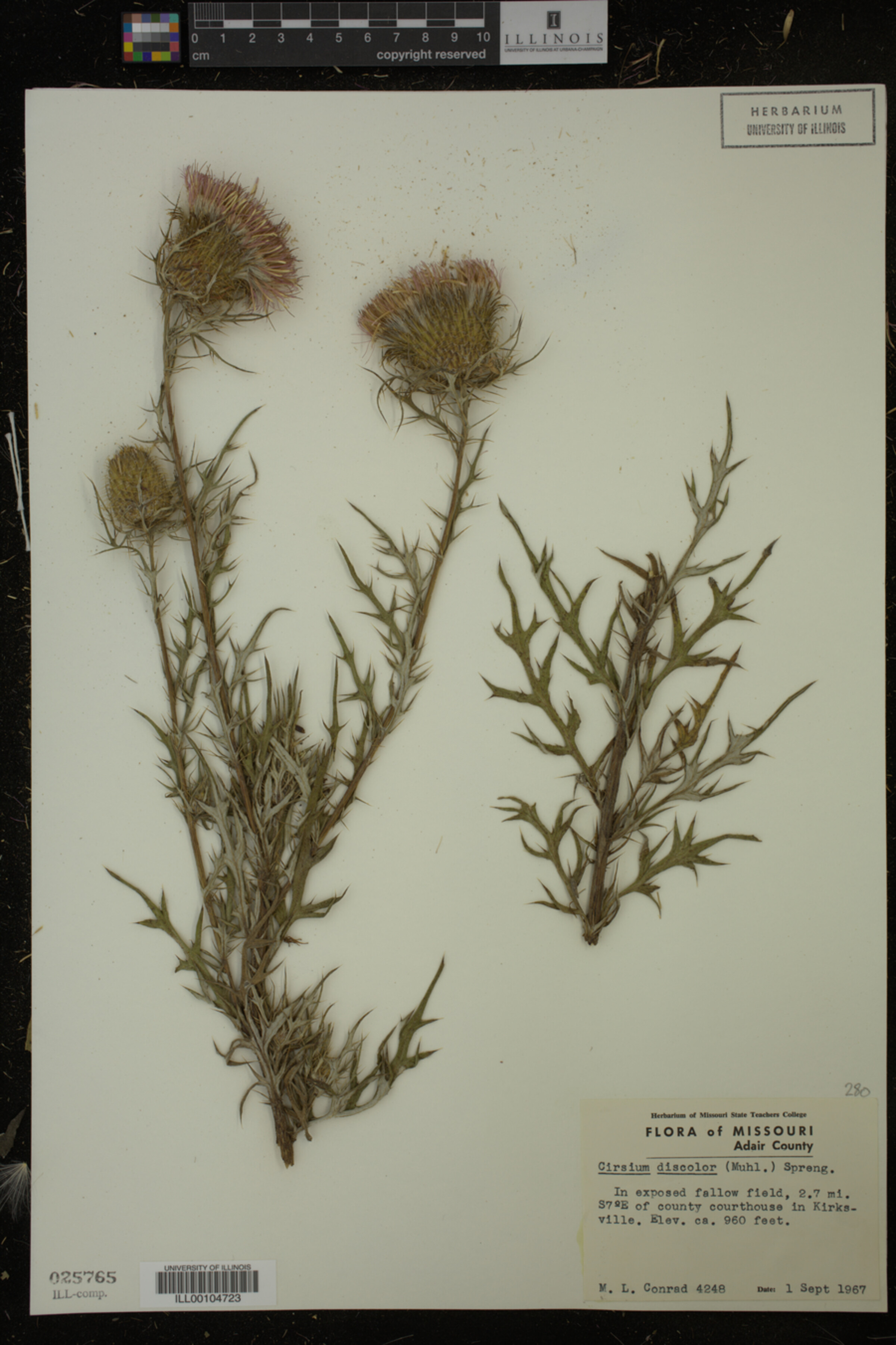 Cirsium discolor image