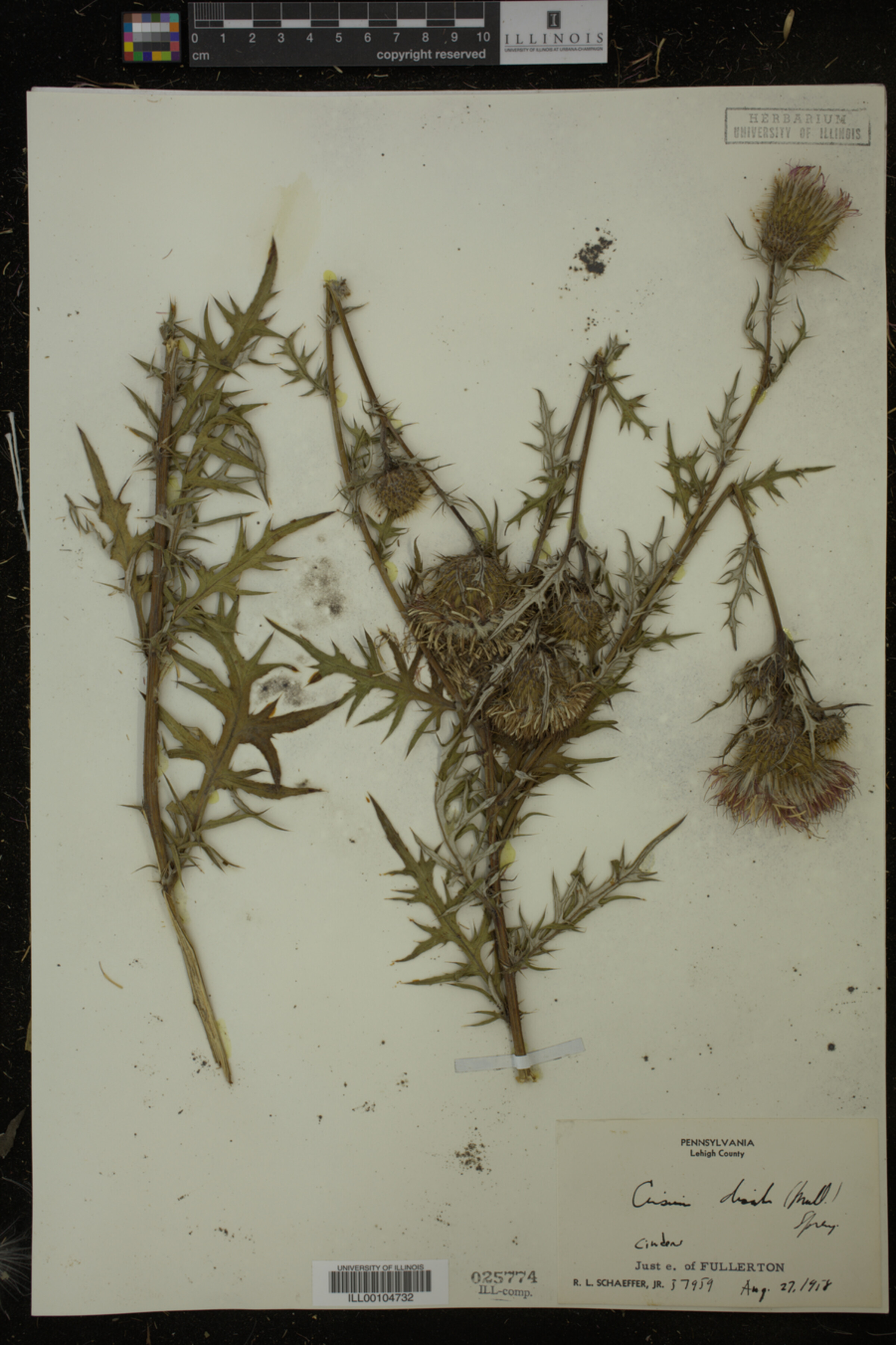 Cirsium discolor image