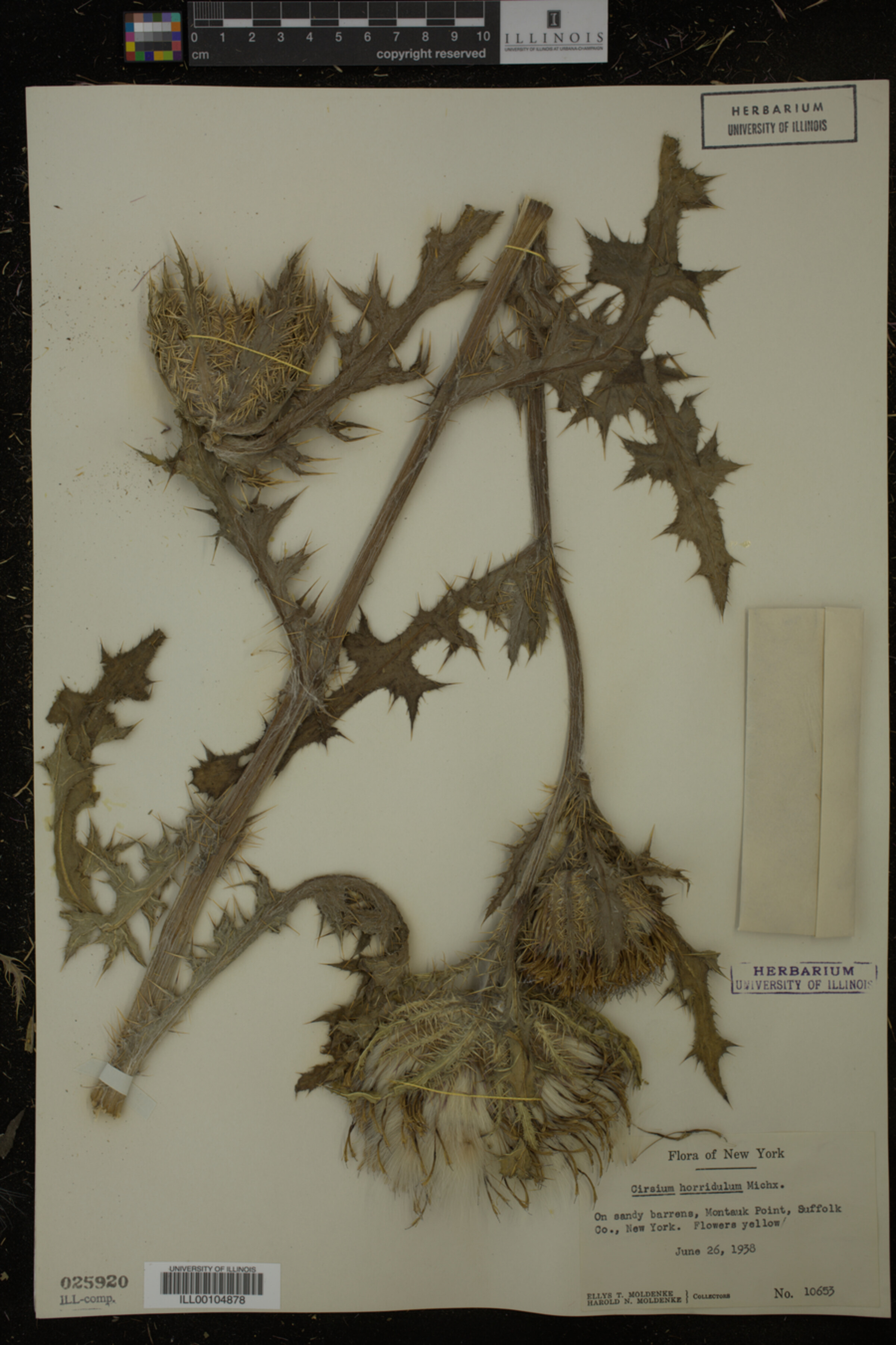 Cirsium horridulum image