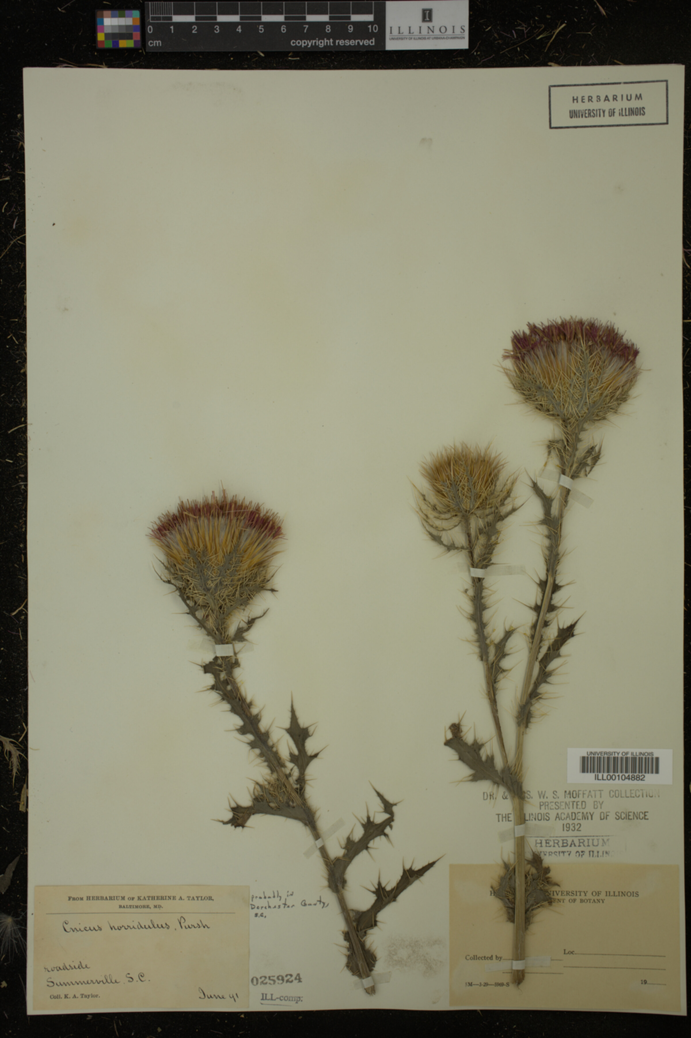 Cirsium horridulum image