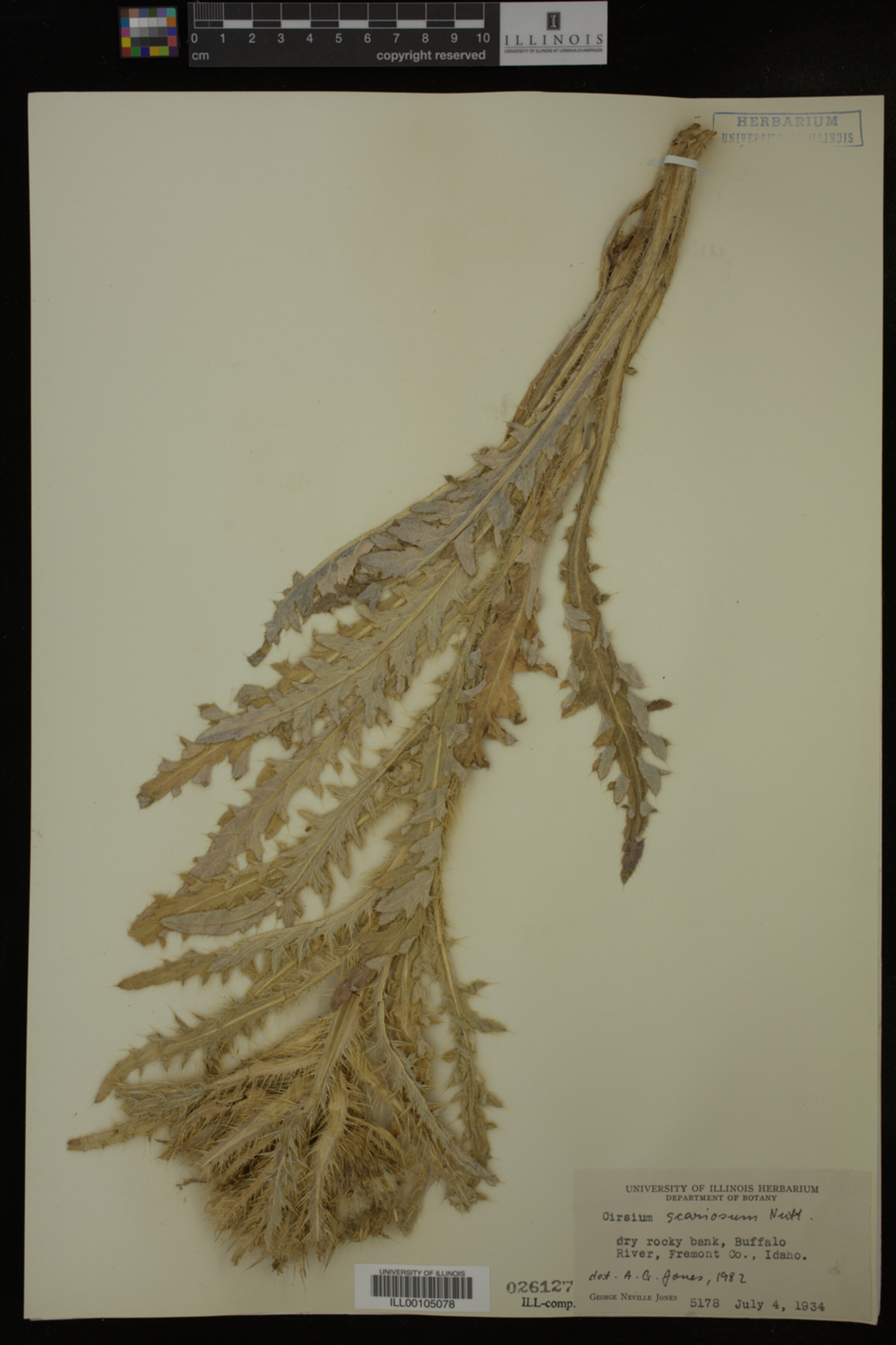 Cirsium scariosum image