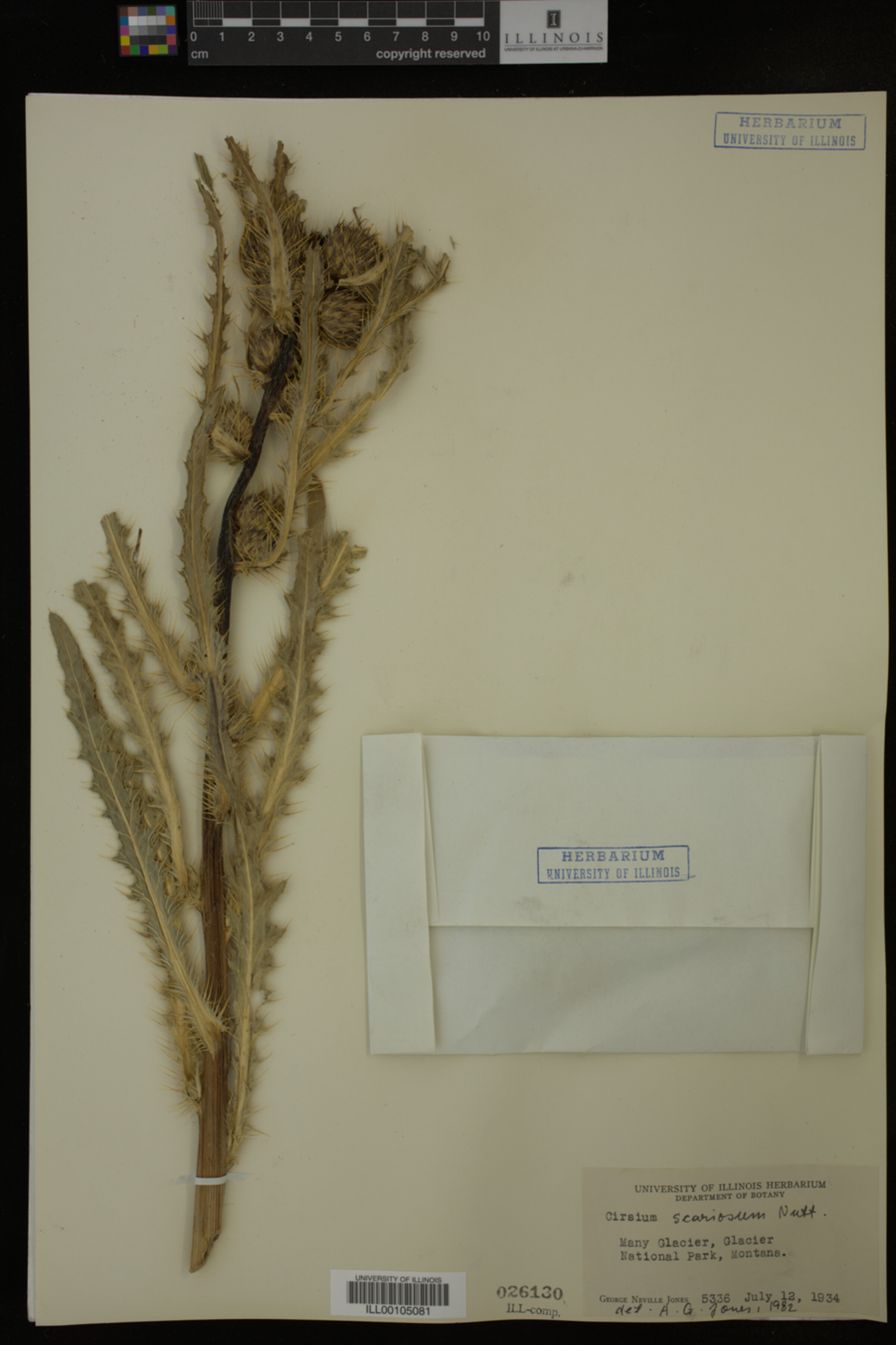Cirsium scariosum image