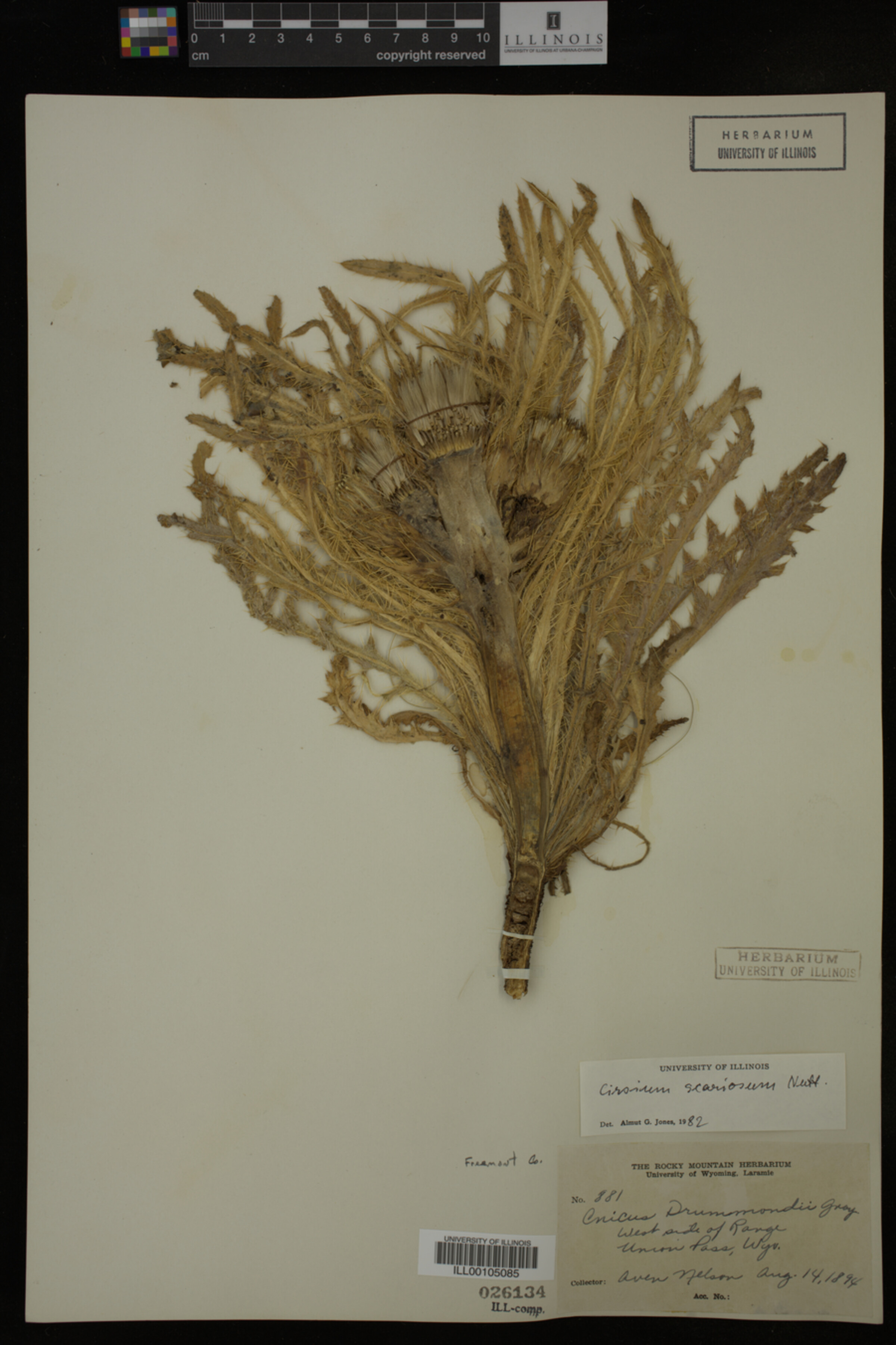 Cirsium scariosum image