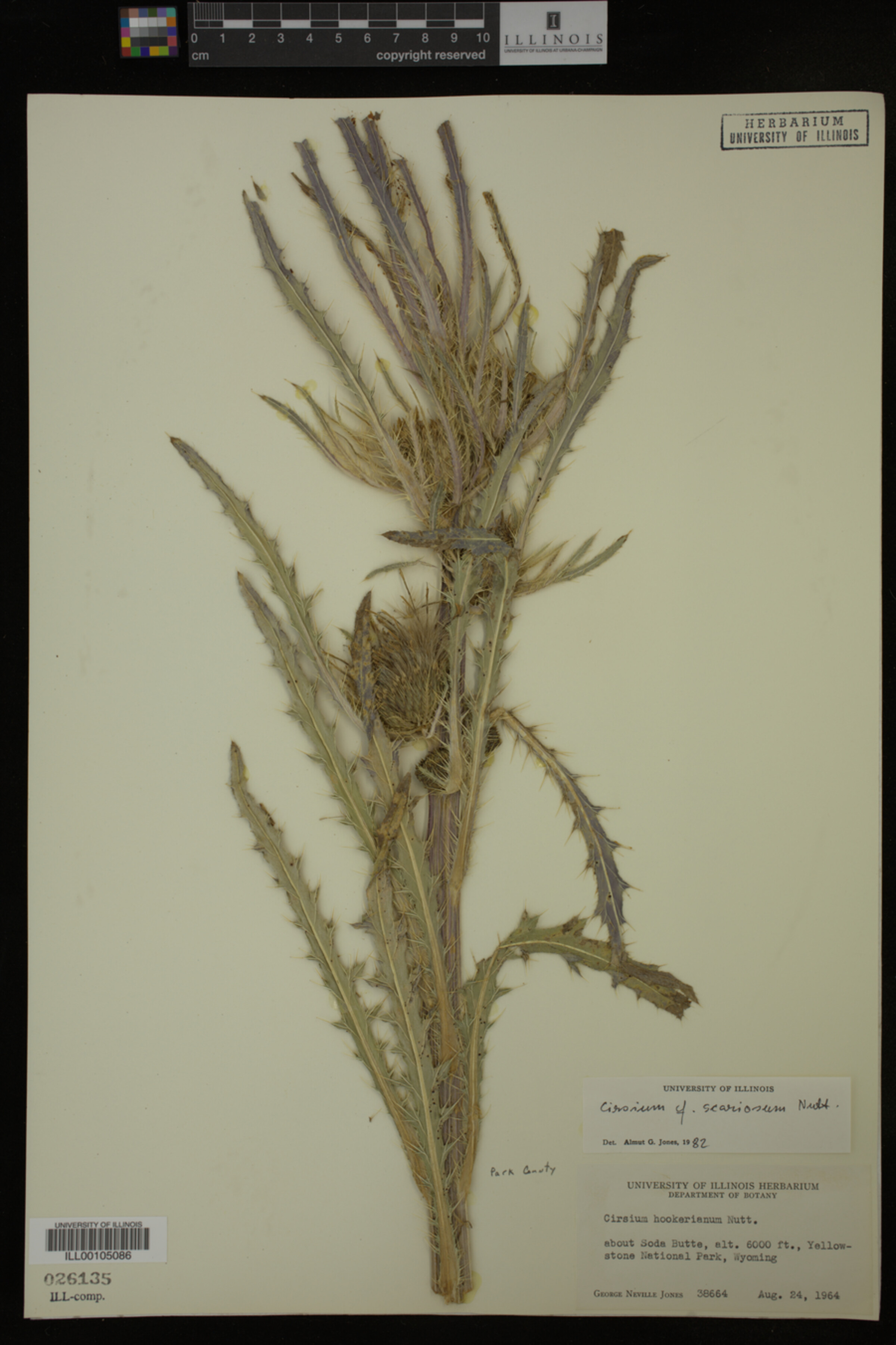 Cirsium image