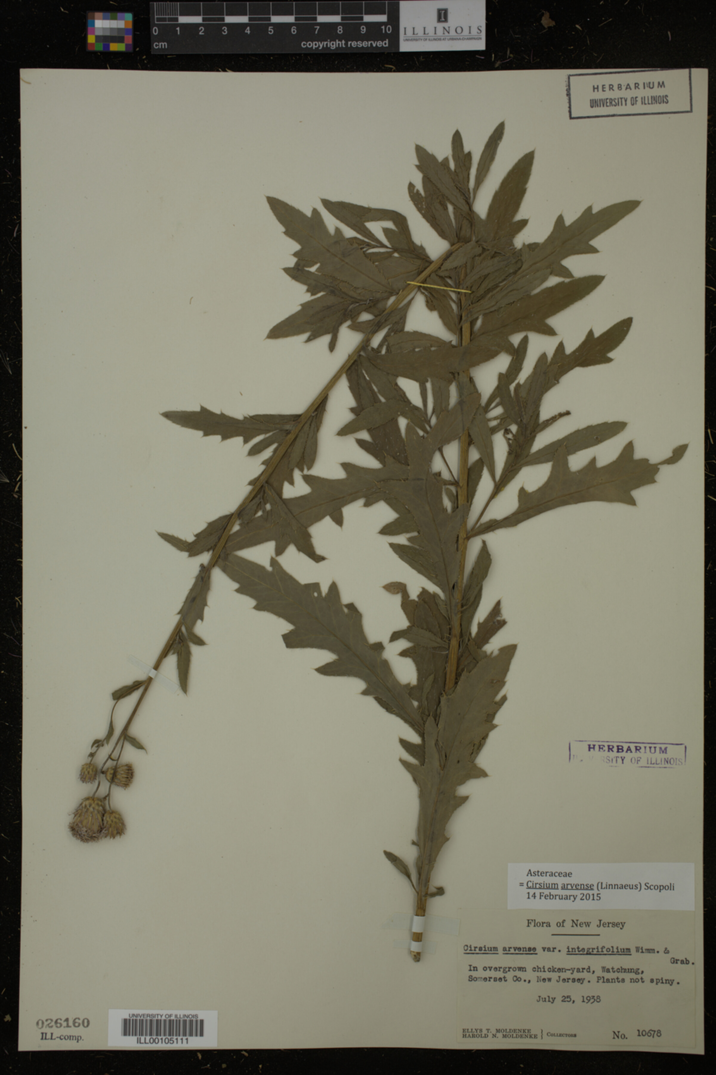 Cirsium arvense image