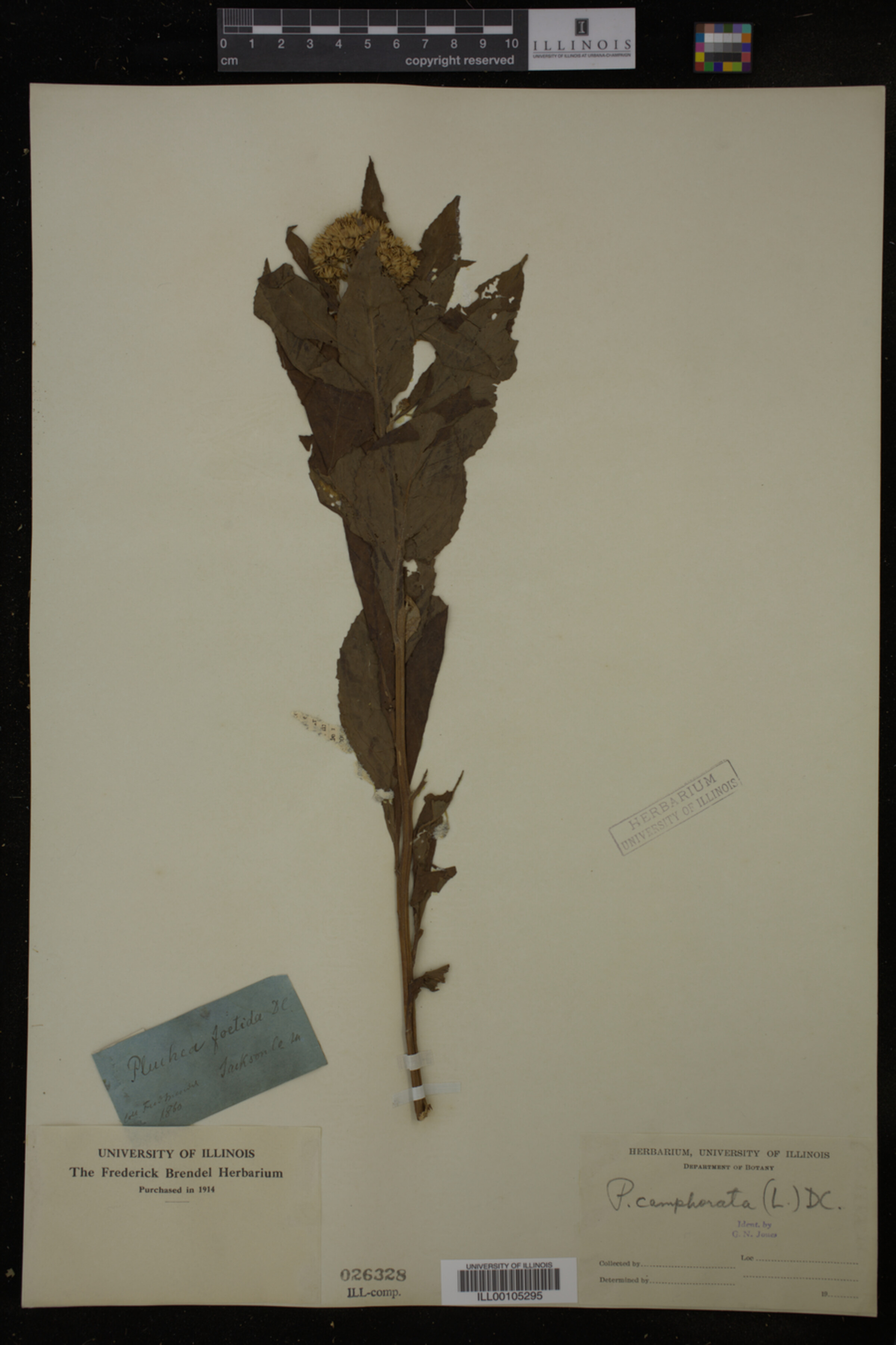 Pluchea camphorata image