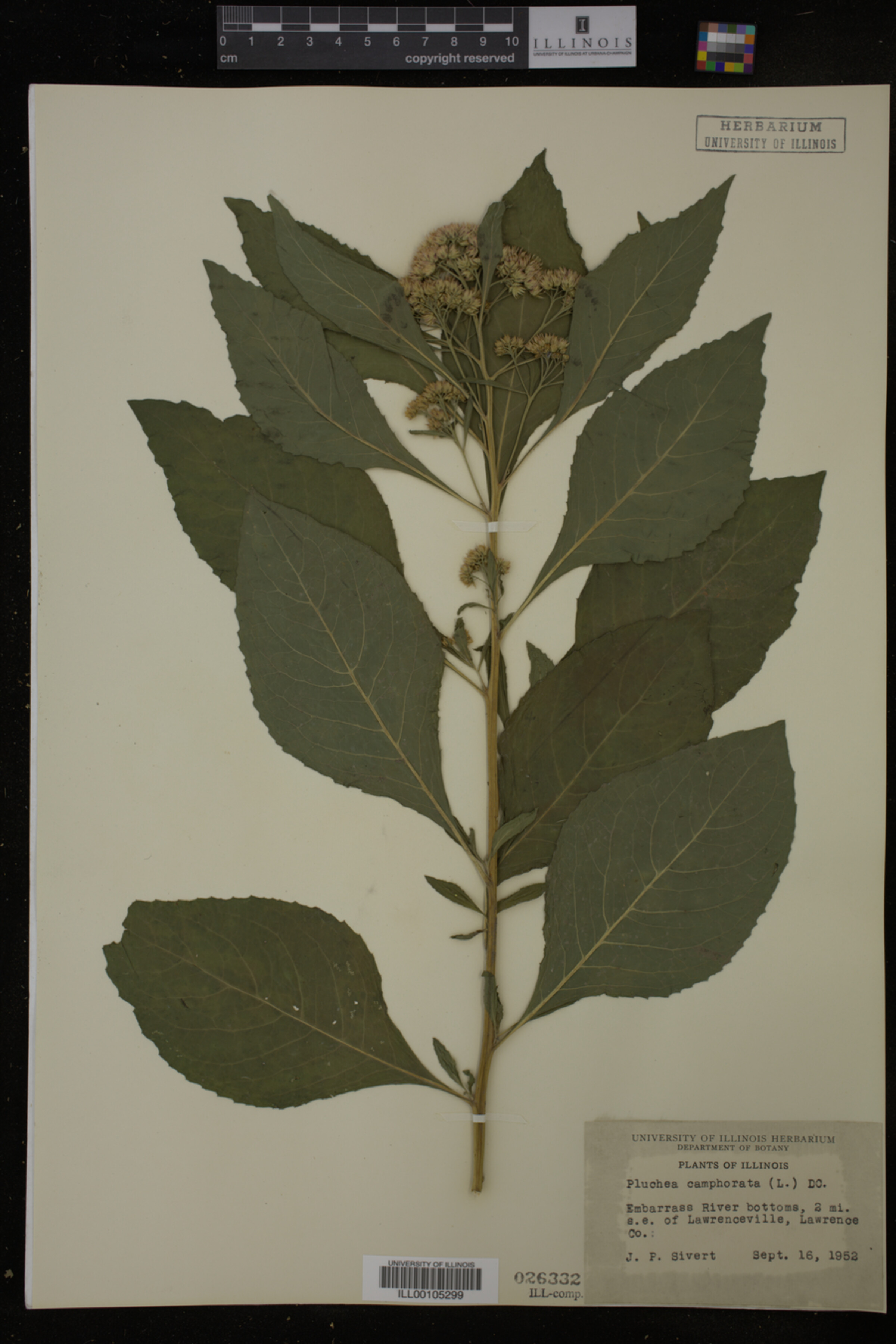 Pluchea camphorata image
