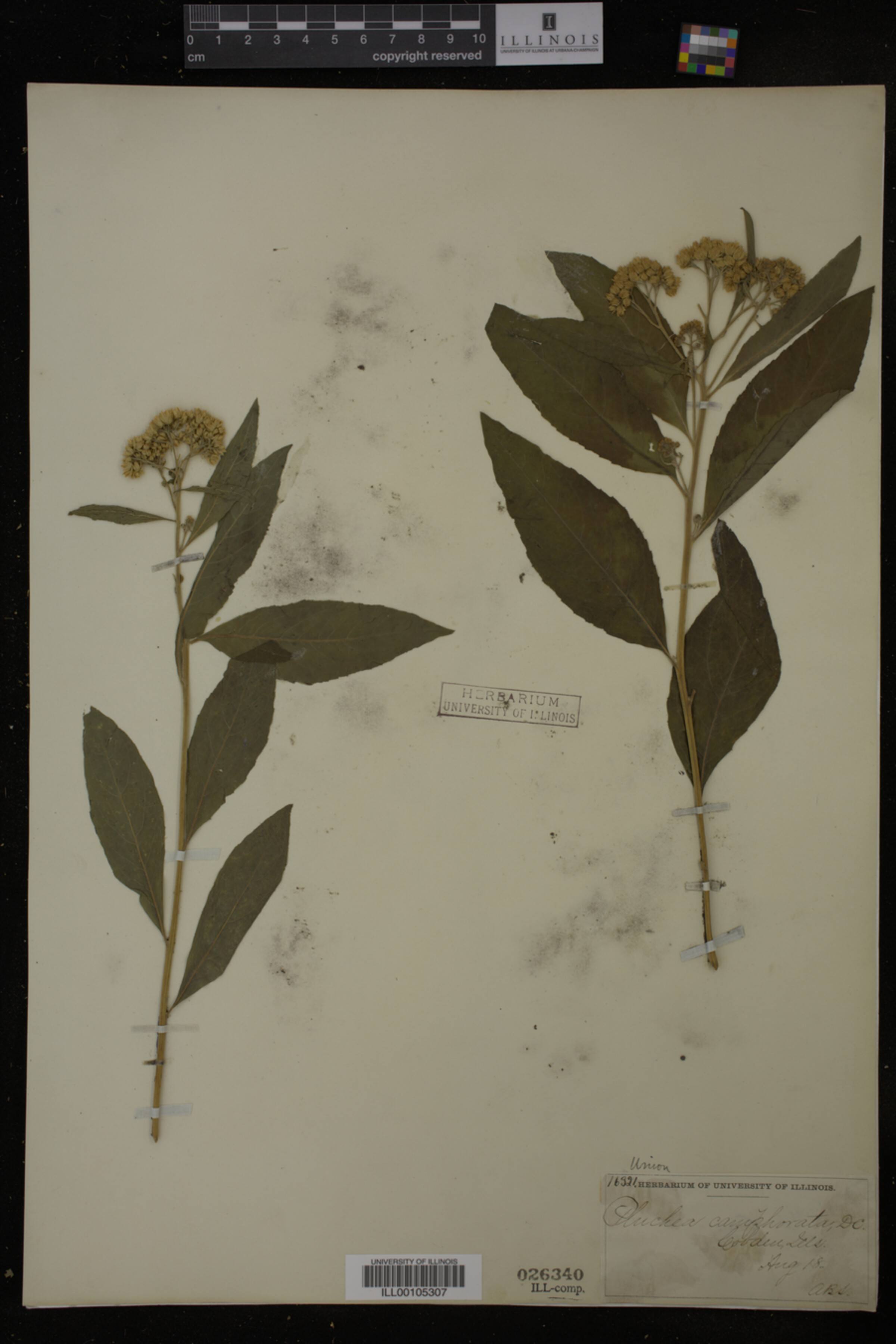 Pluchea camphorata image