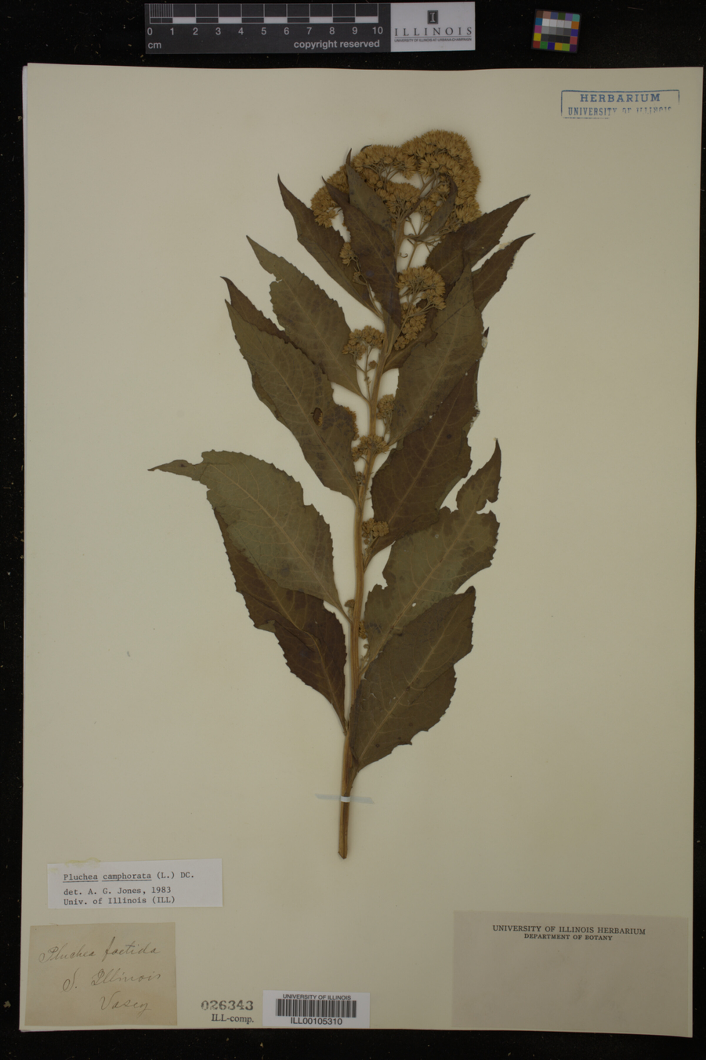 Pluchea camphorata image