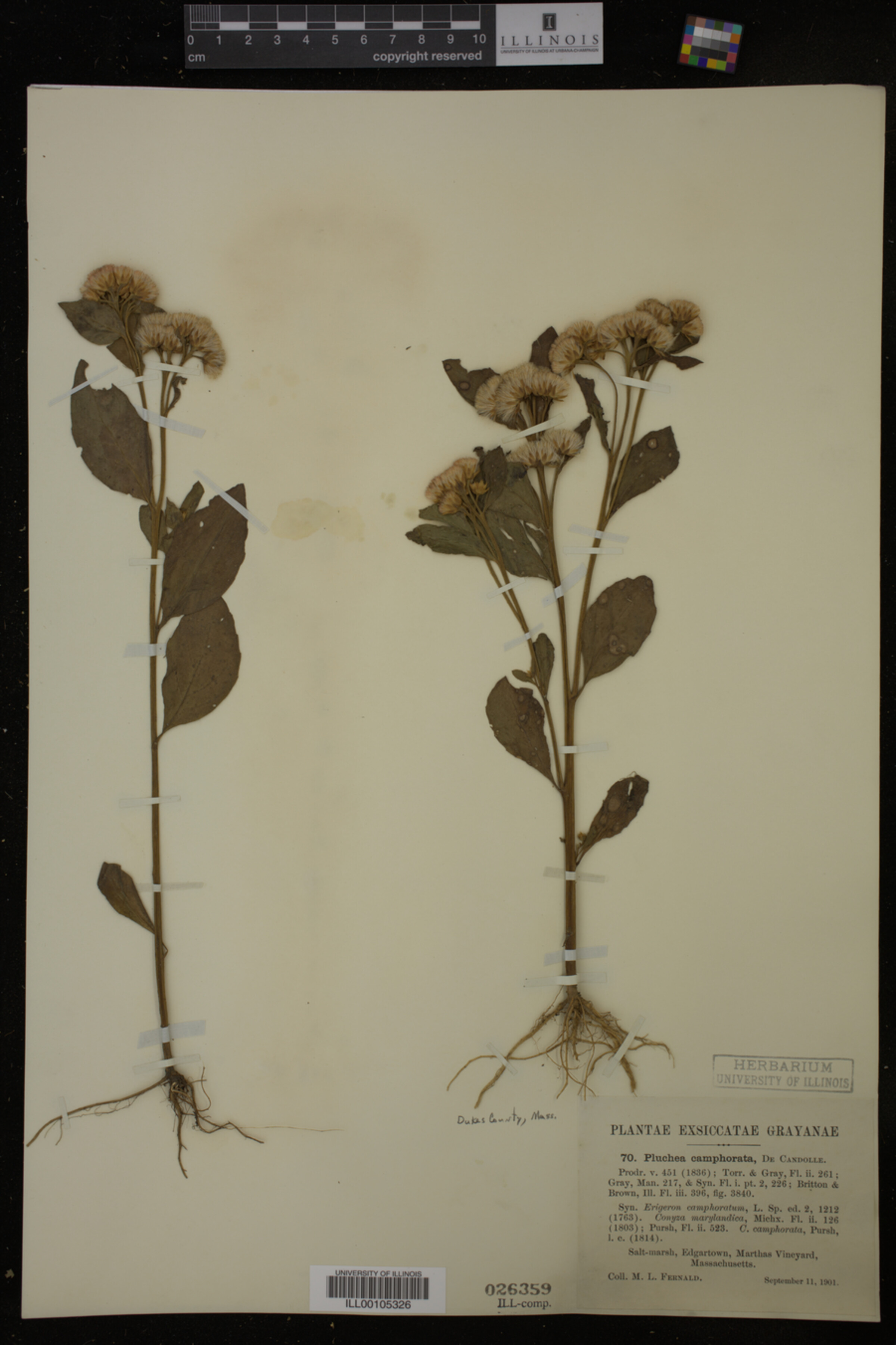 Pluchea camphorata image