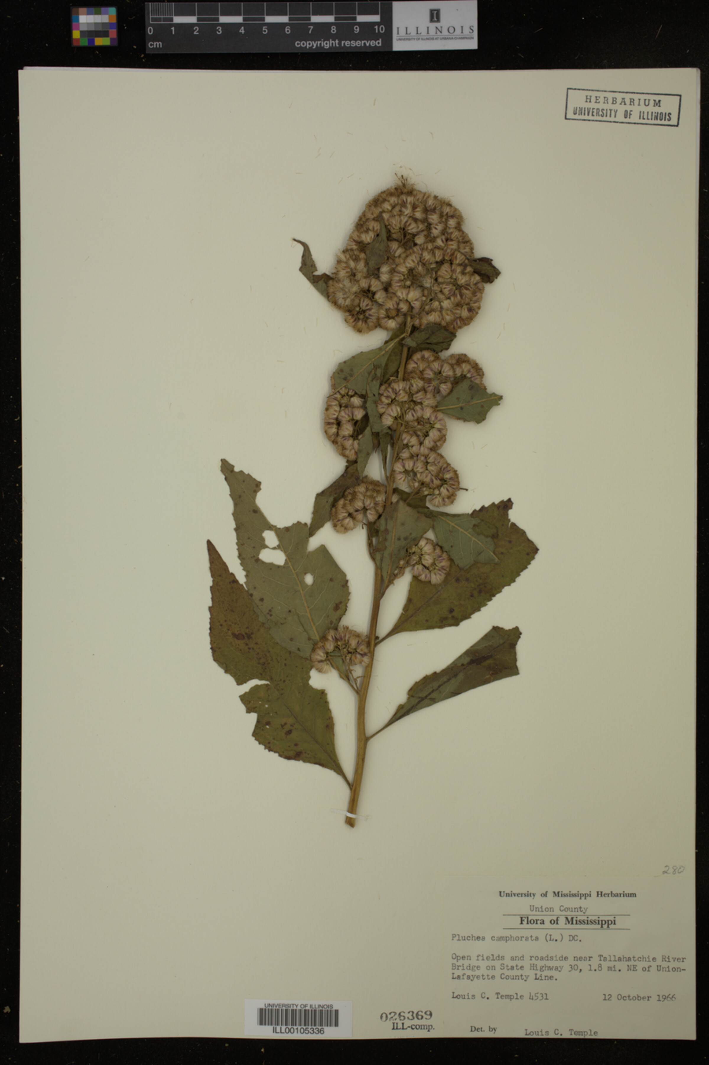 Pluchea image