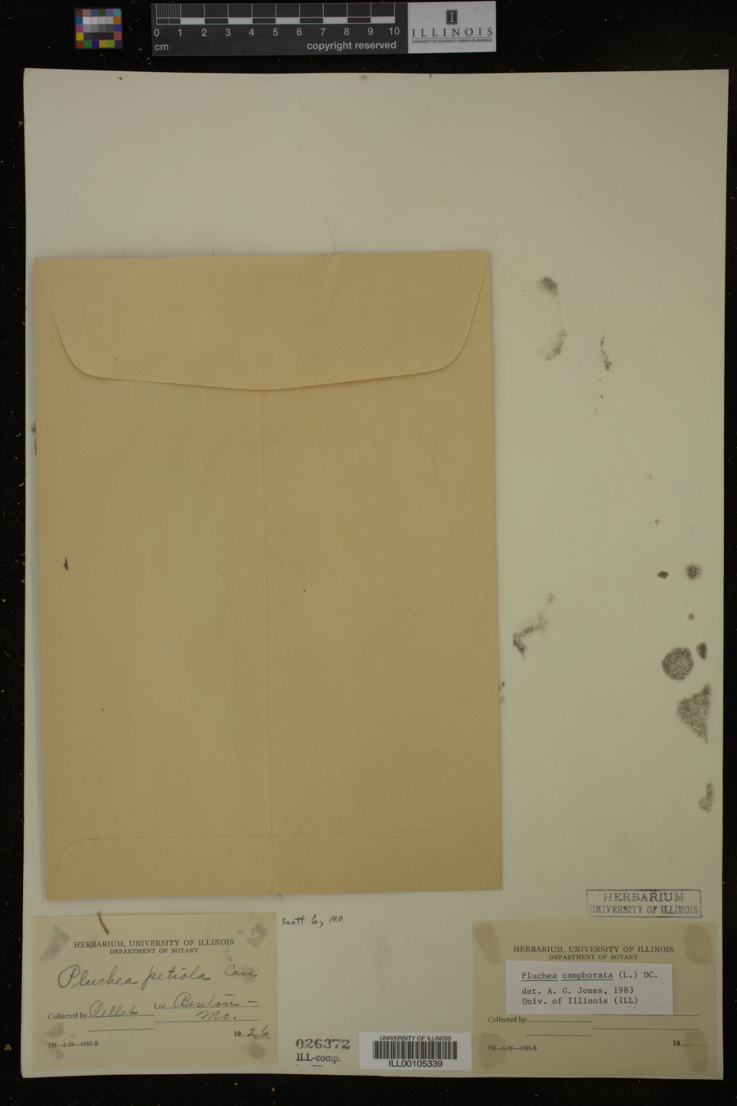 Pluchea camphorata image