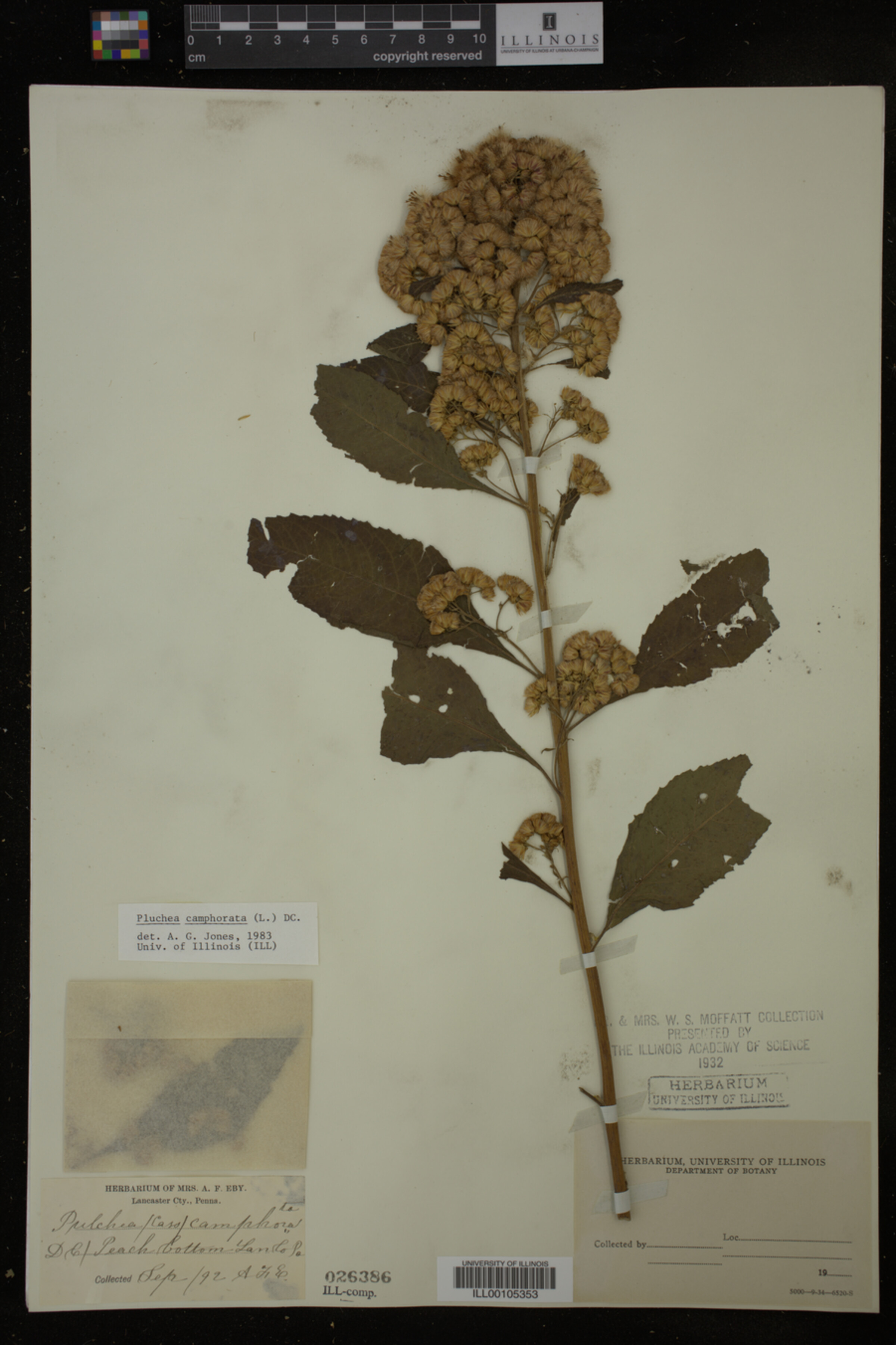 Pluchea camphorata image