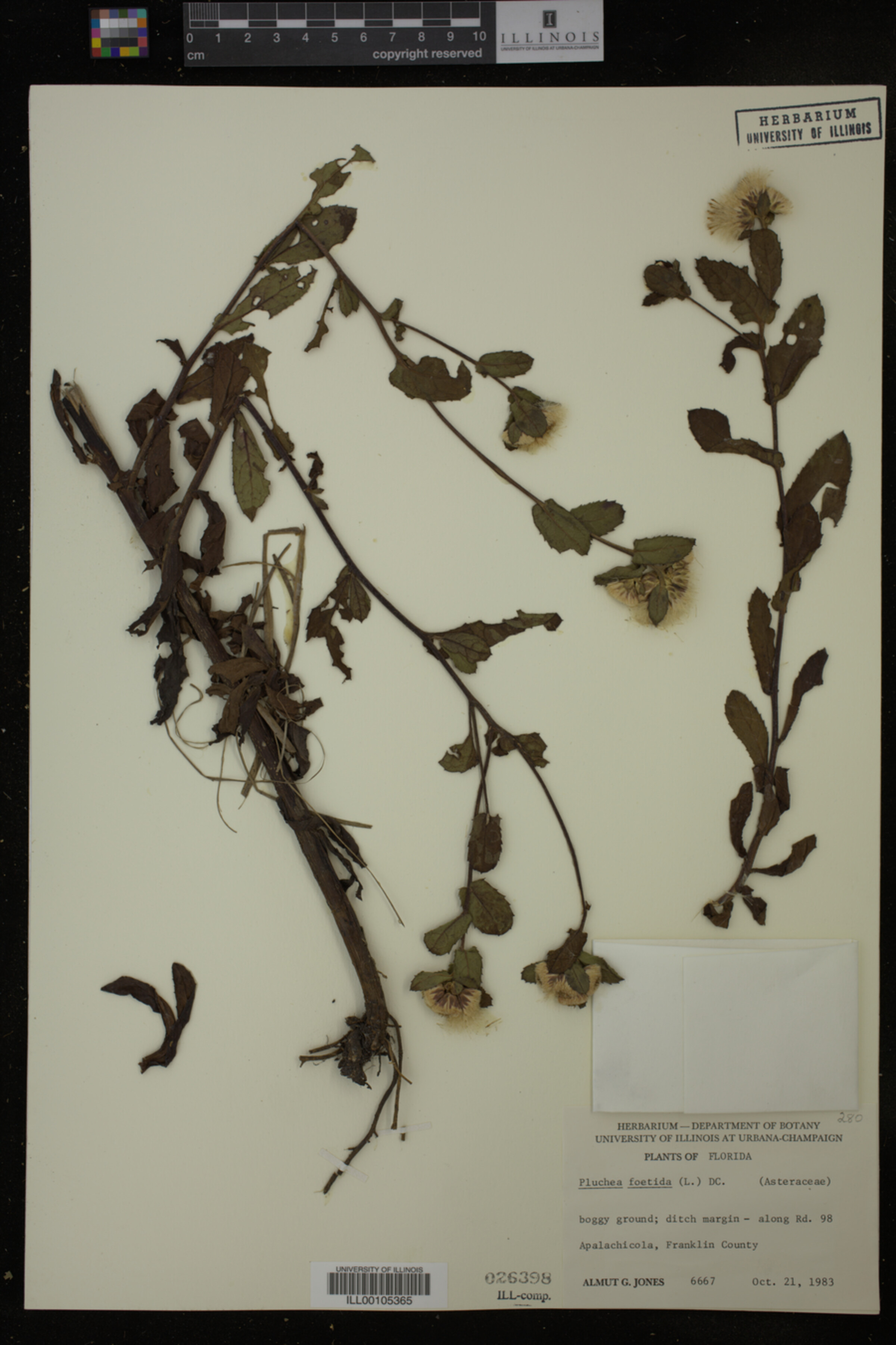 Pluchea foetida image