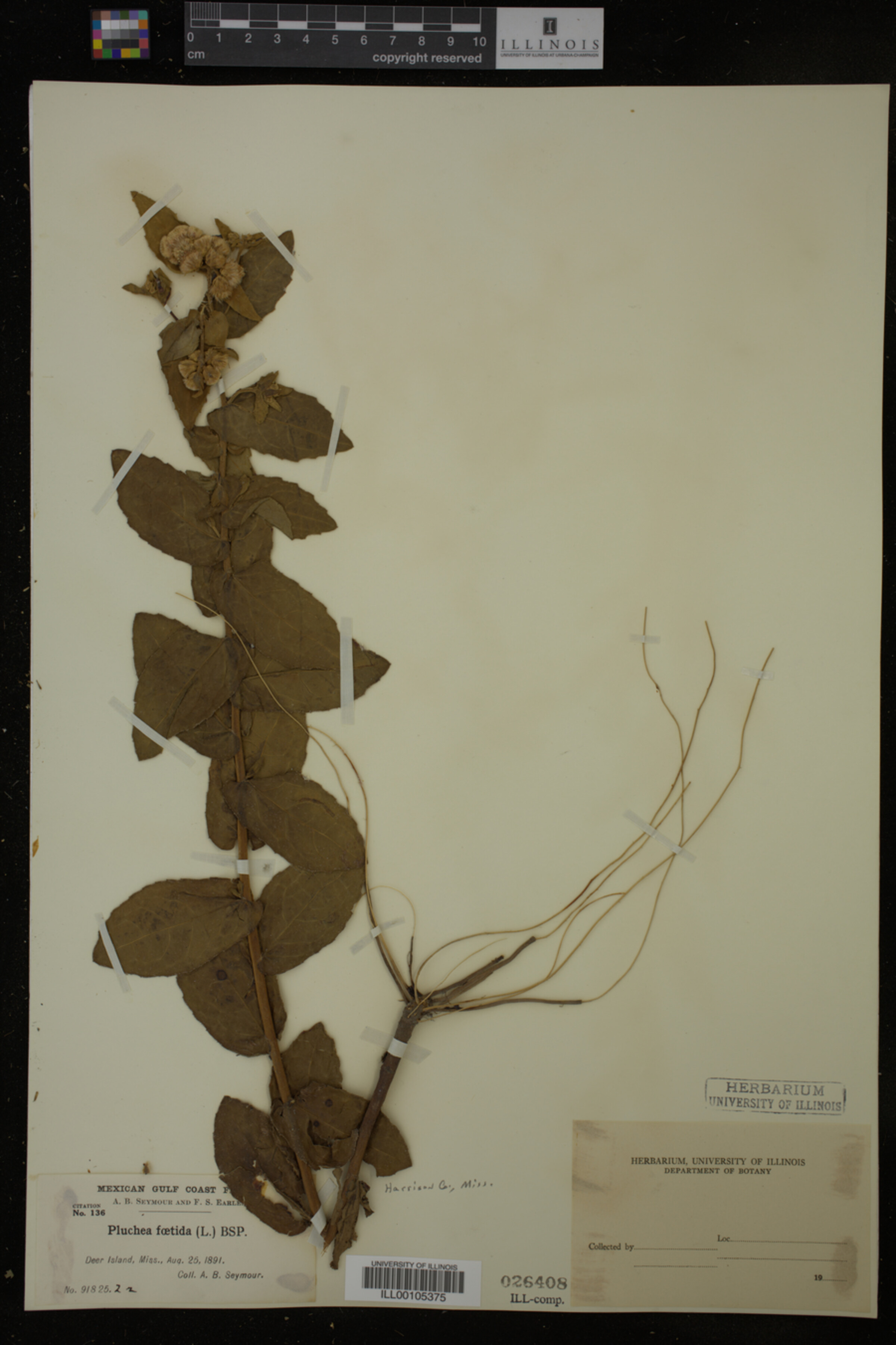 Pluchea foetida image