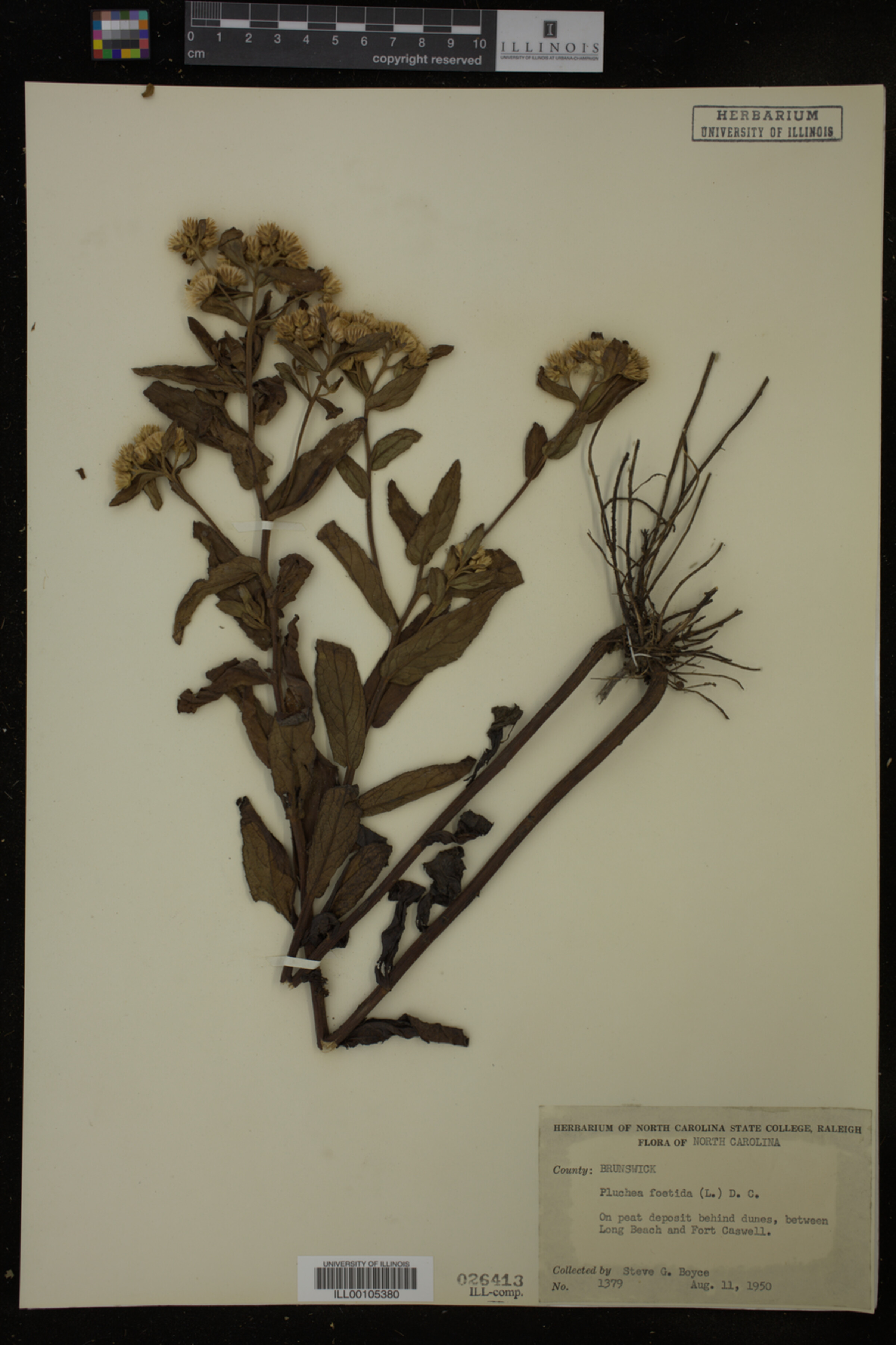 Pluchea foetida image