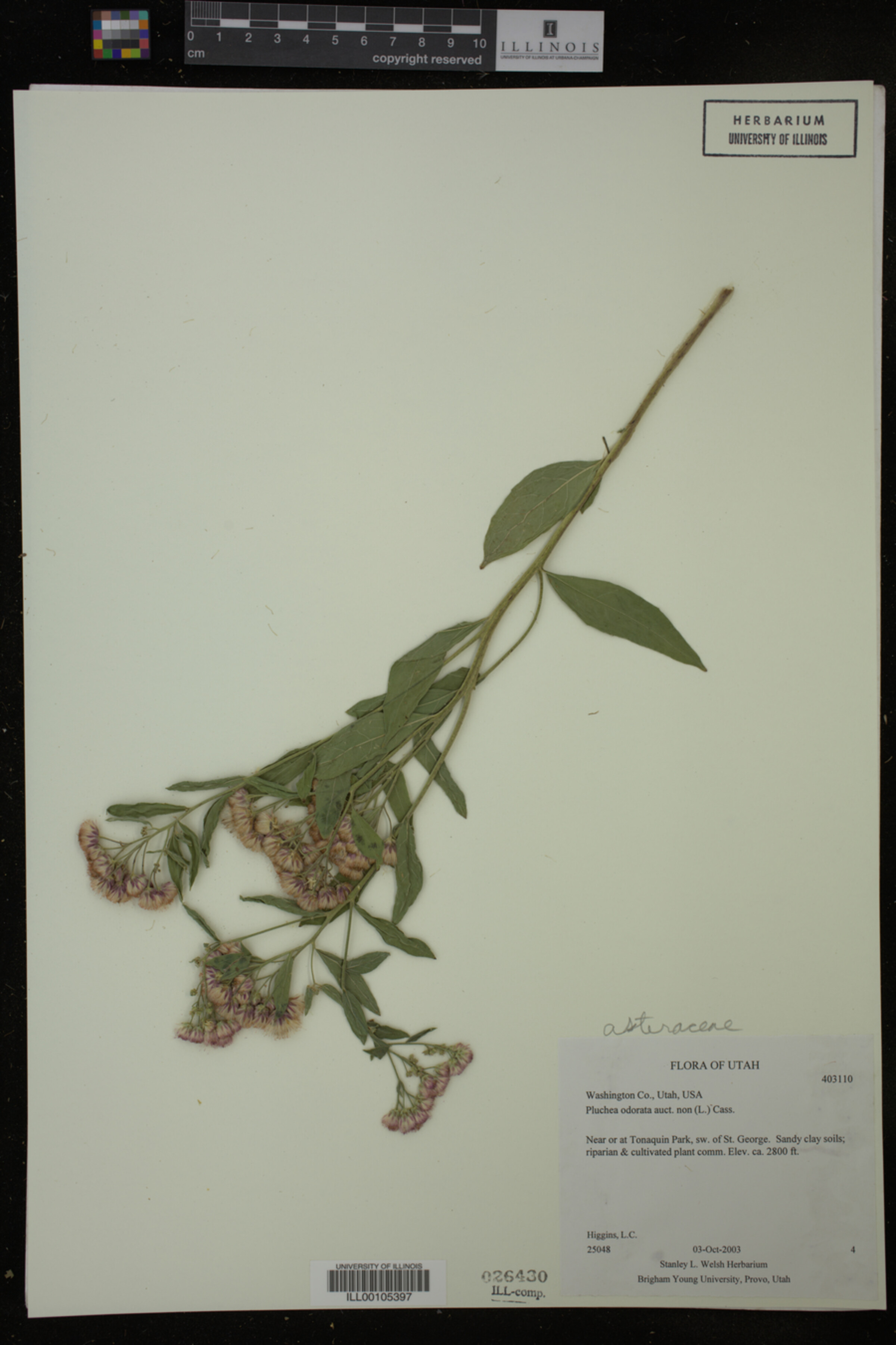 Pluchea odorata image