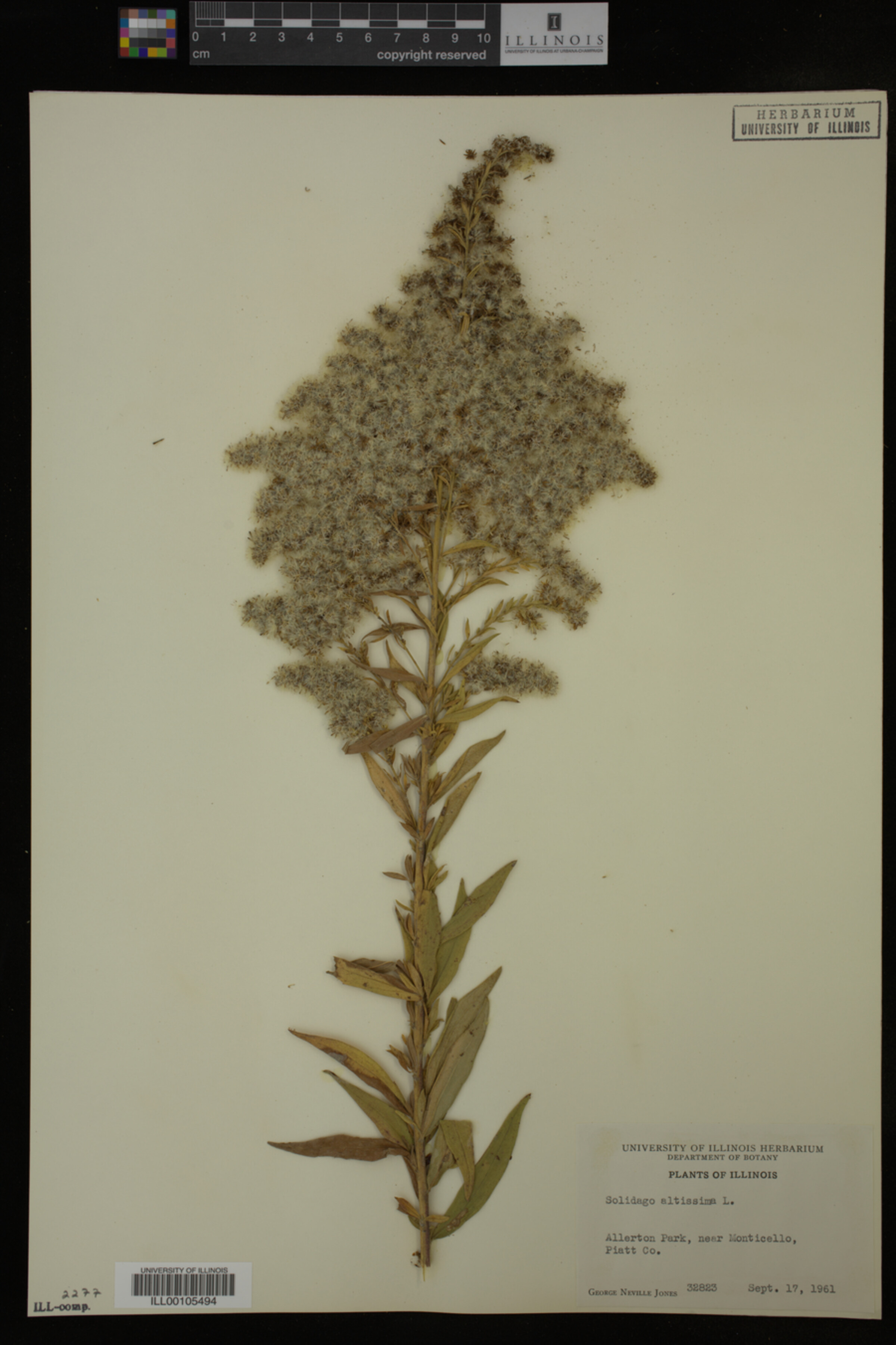 Solidago altissima image