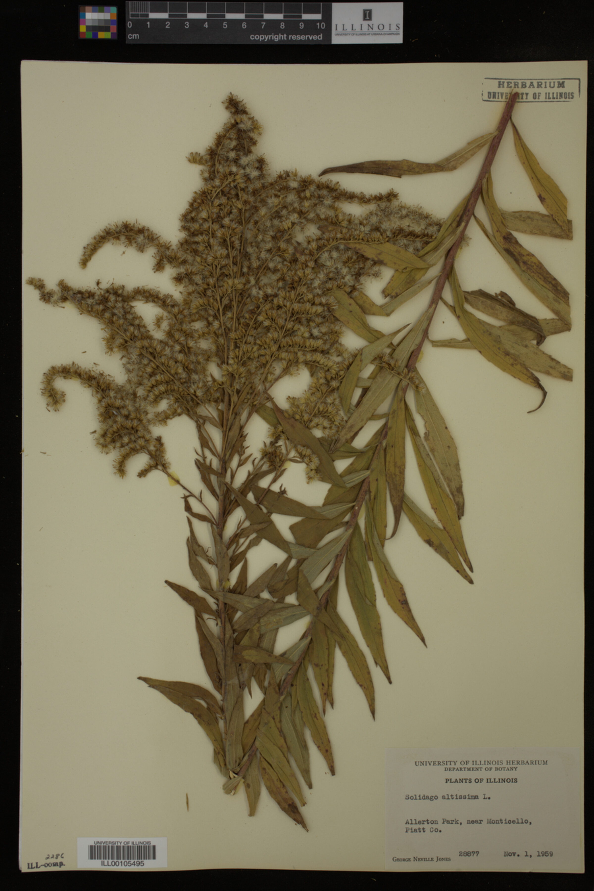 Solidago altissima image