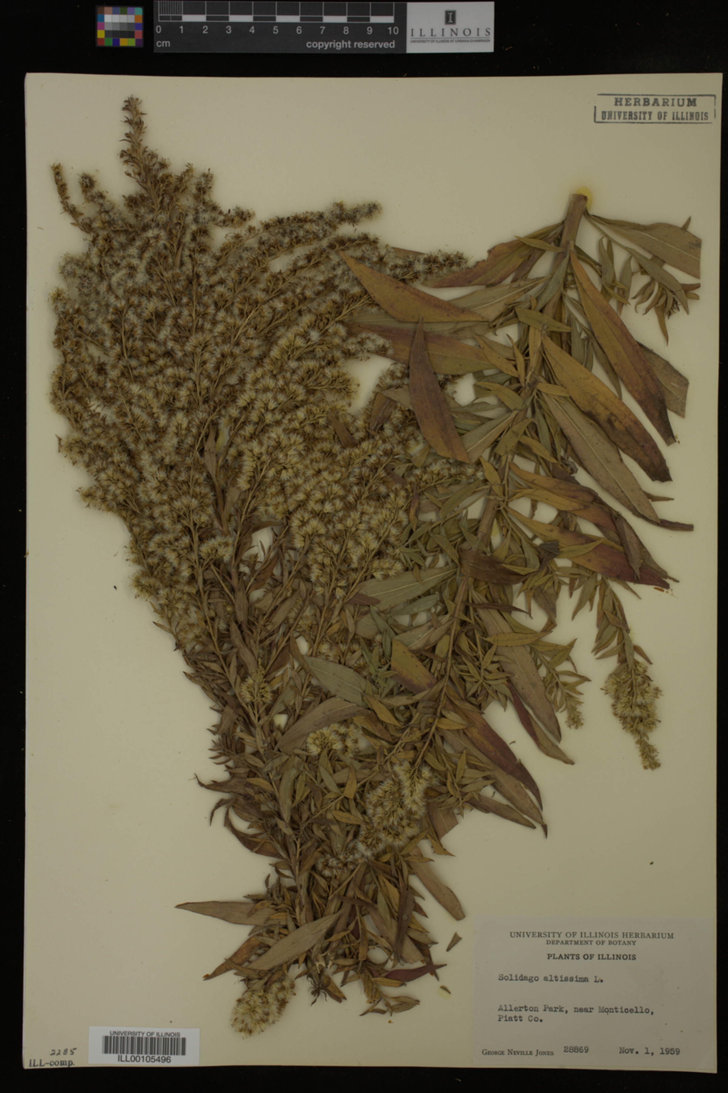 Solidago altissima image