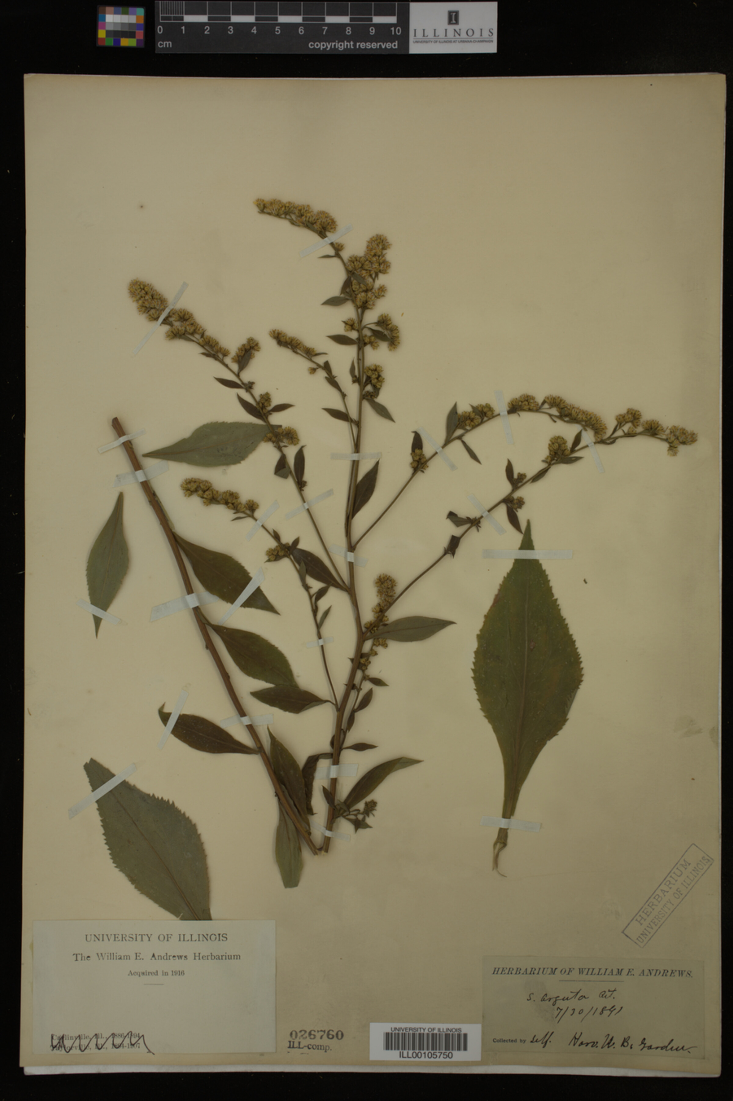 Solidago arguta image