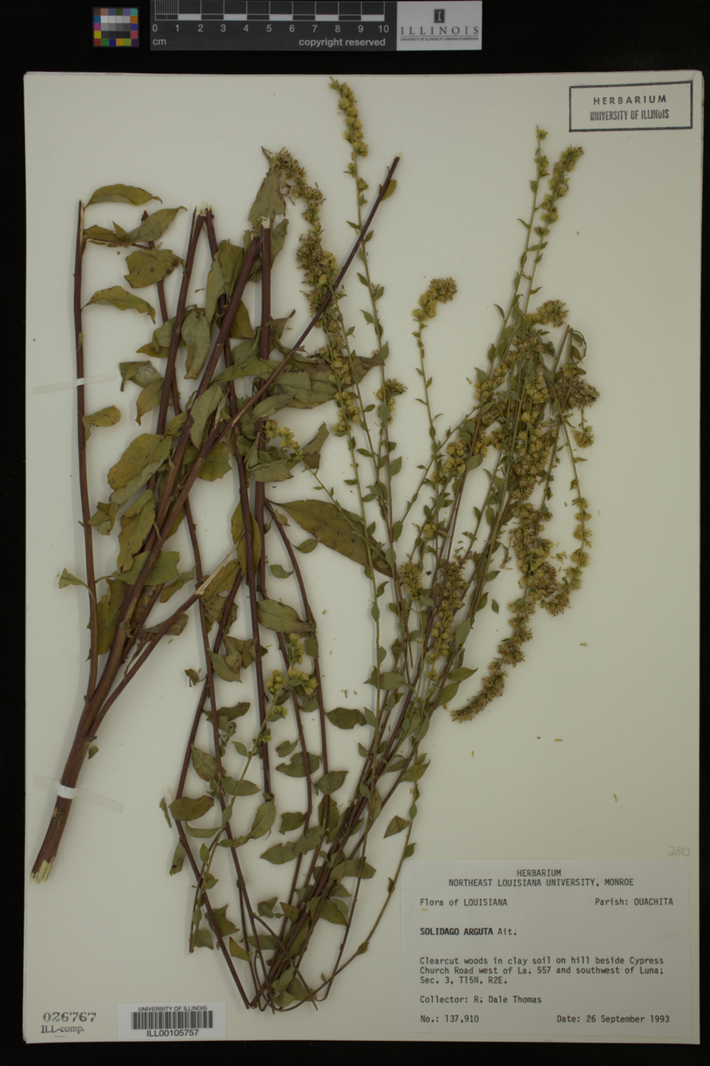 Solidago arguta image
