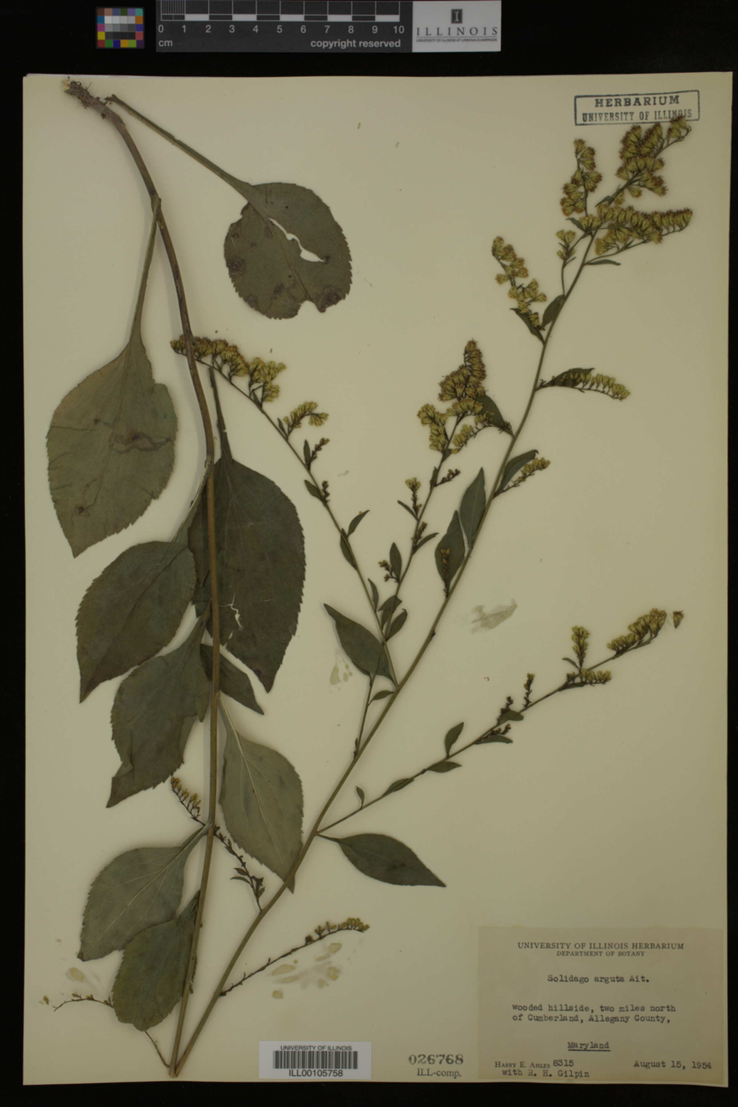 Solidago arguta image