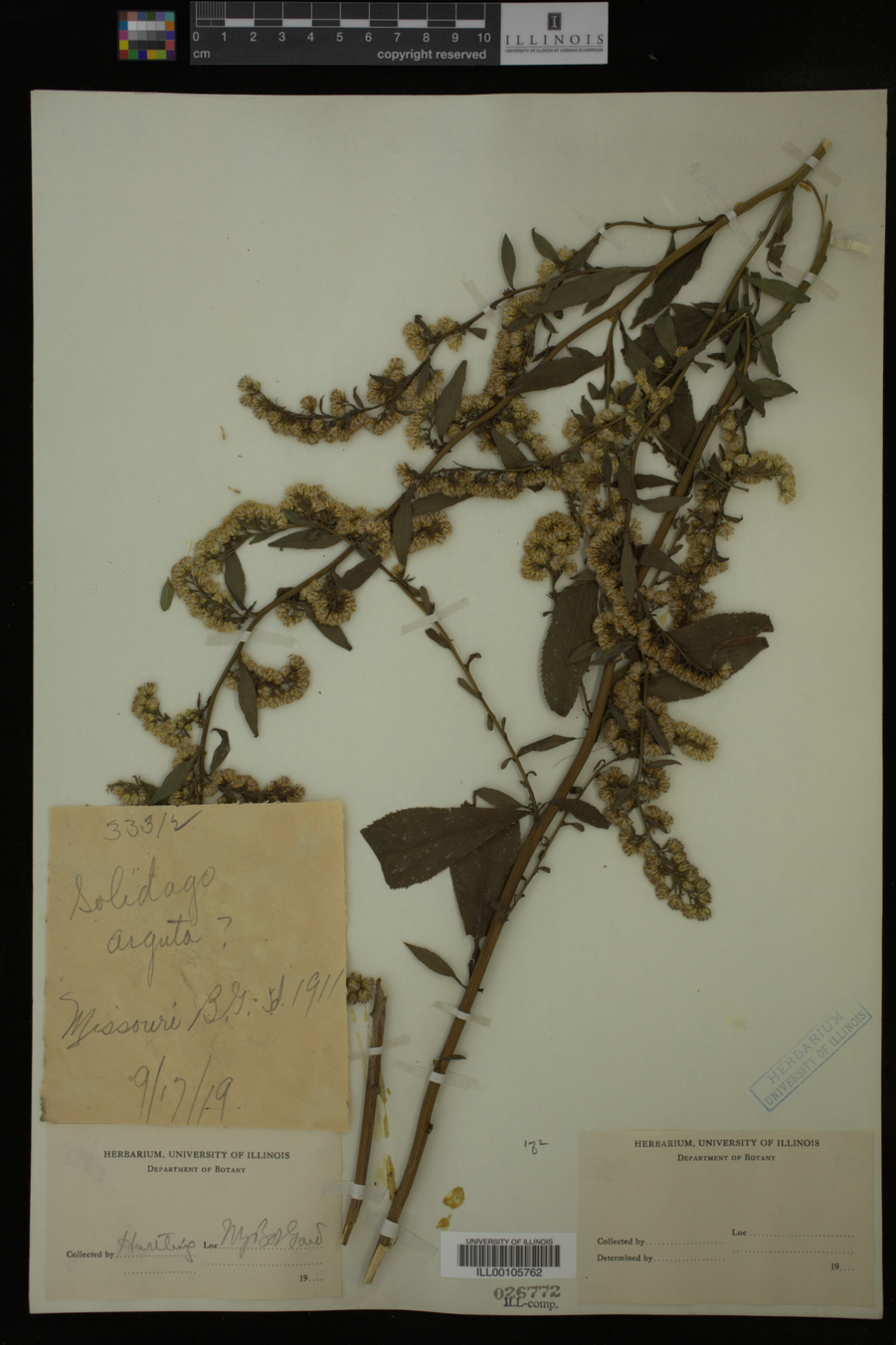 Solidago arguta image