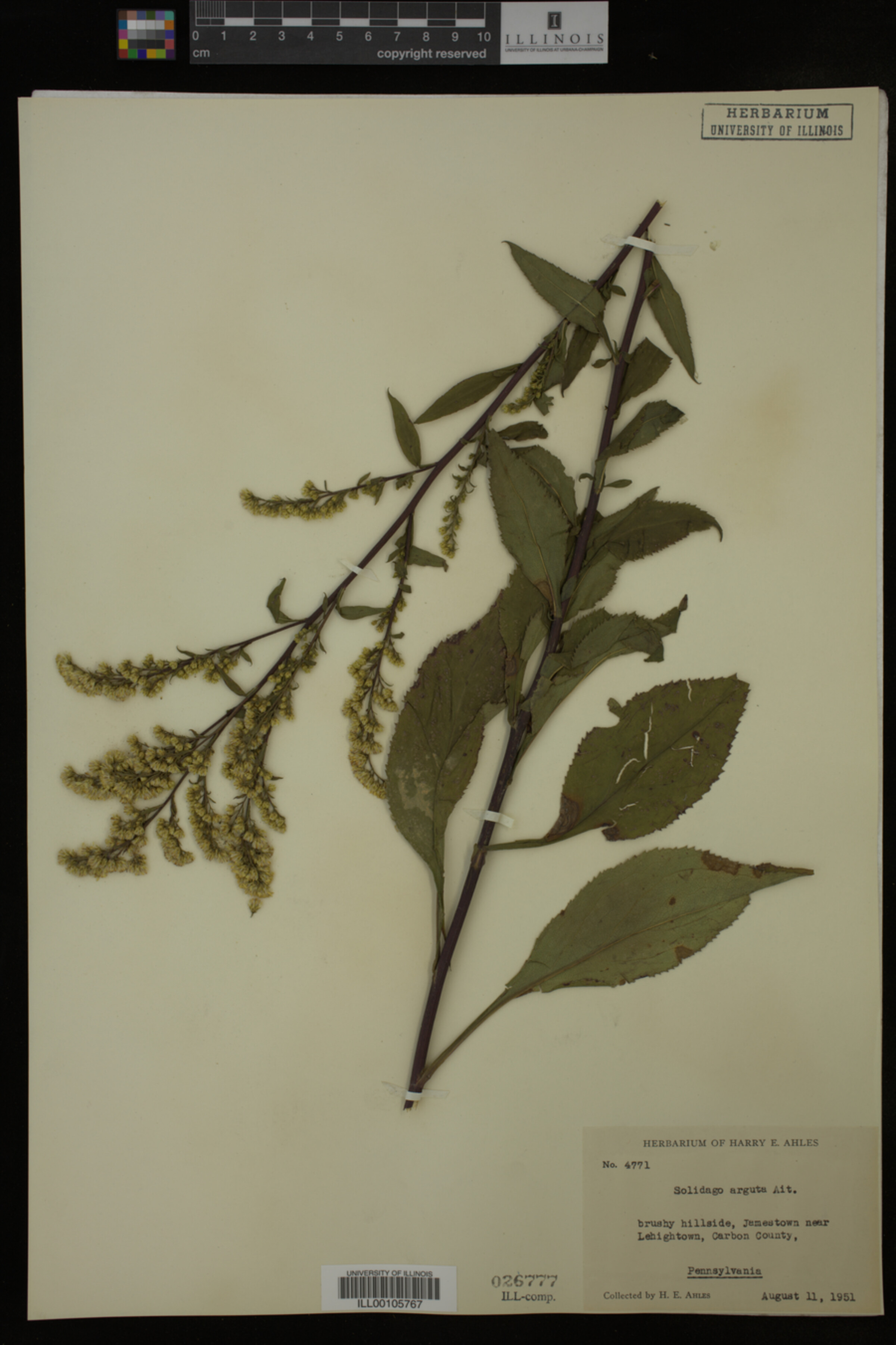 Solidago arguta image