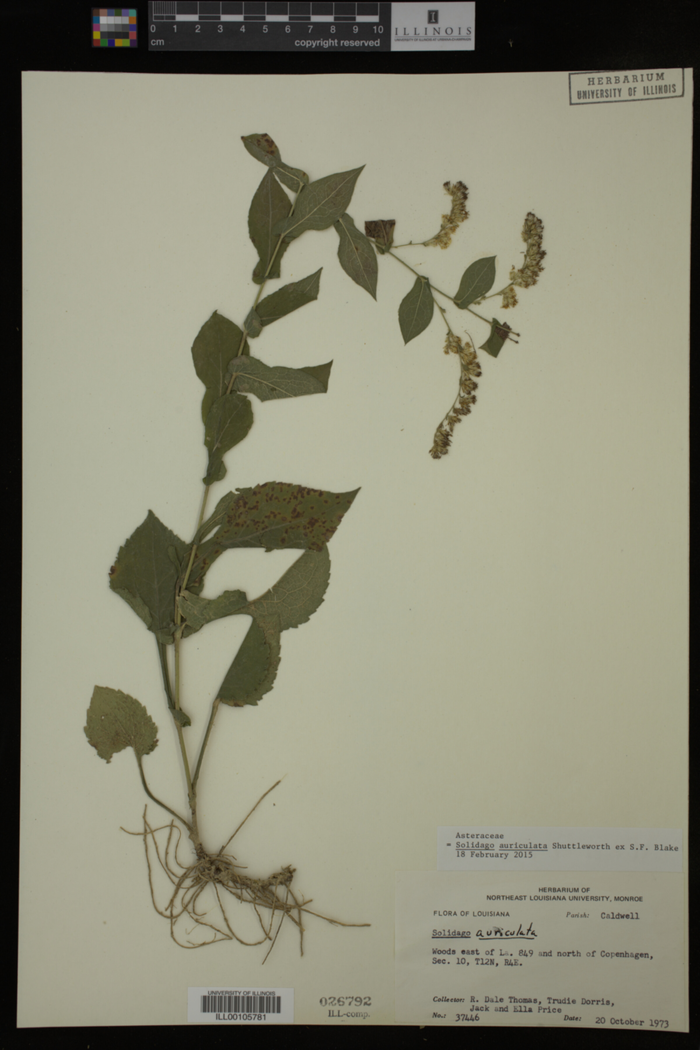 Solidago auriculata image