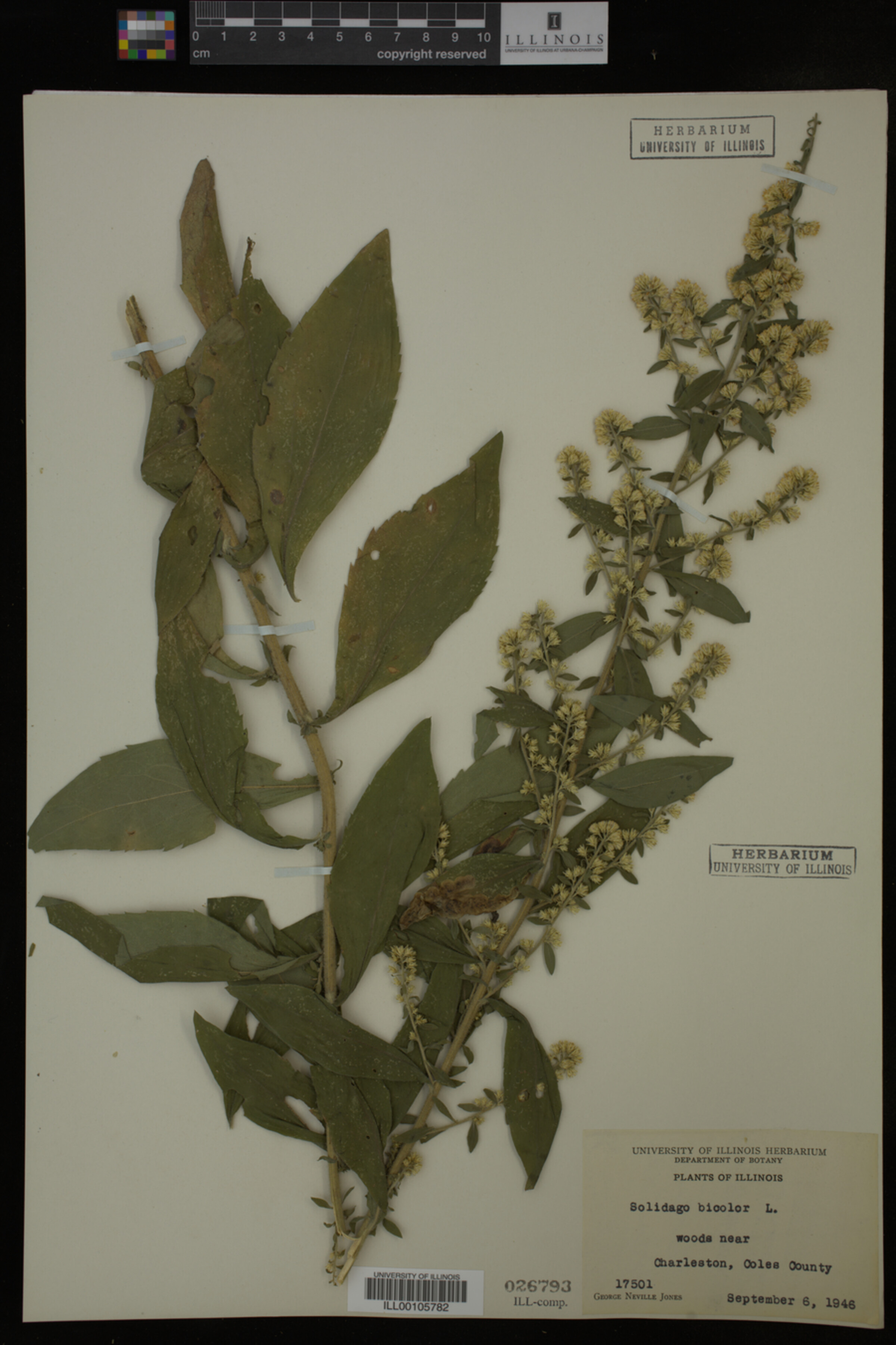 Solidago bicolor image
