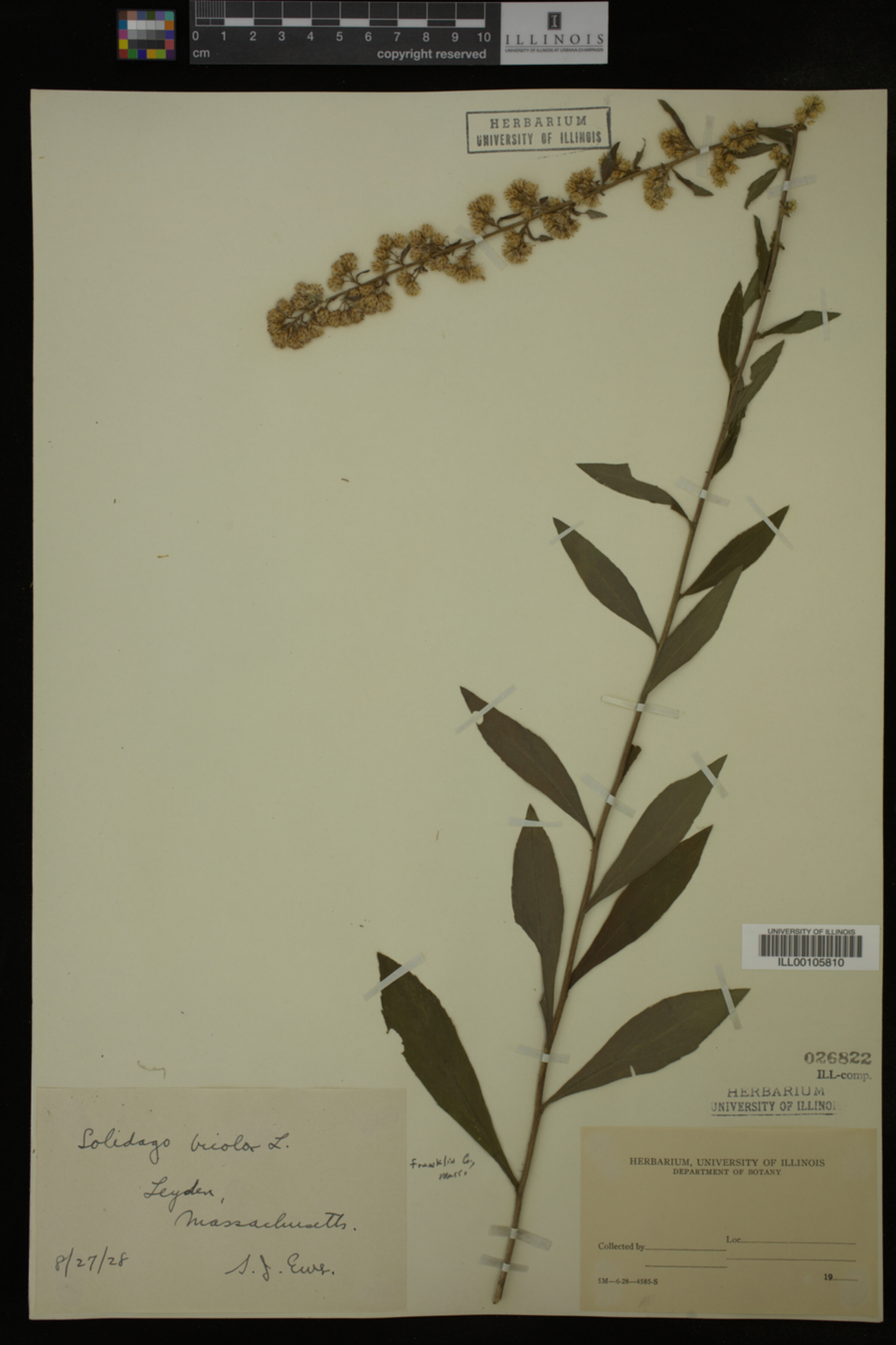 Solidago bicolor image
