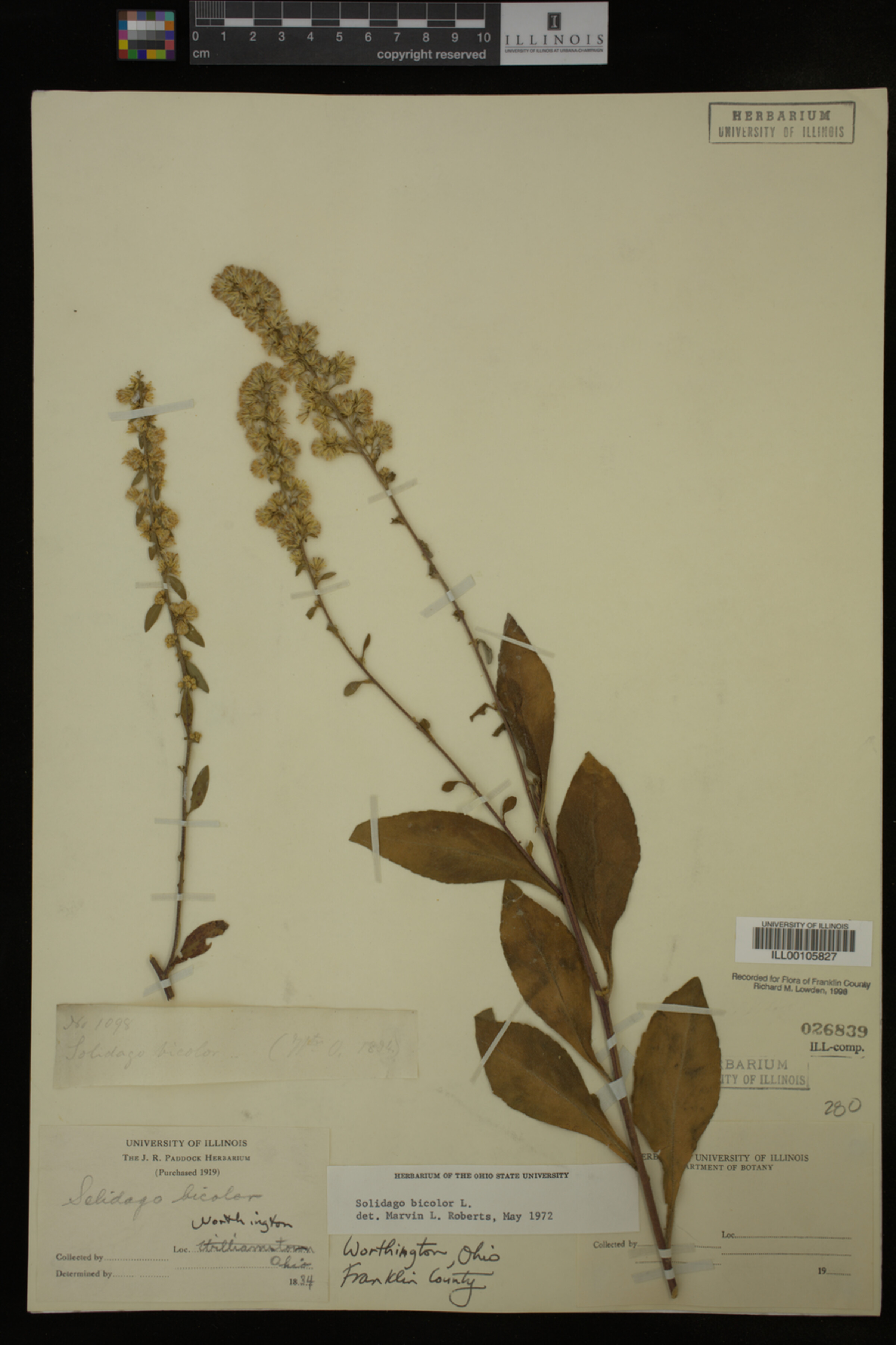 Solidago bicolor image