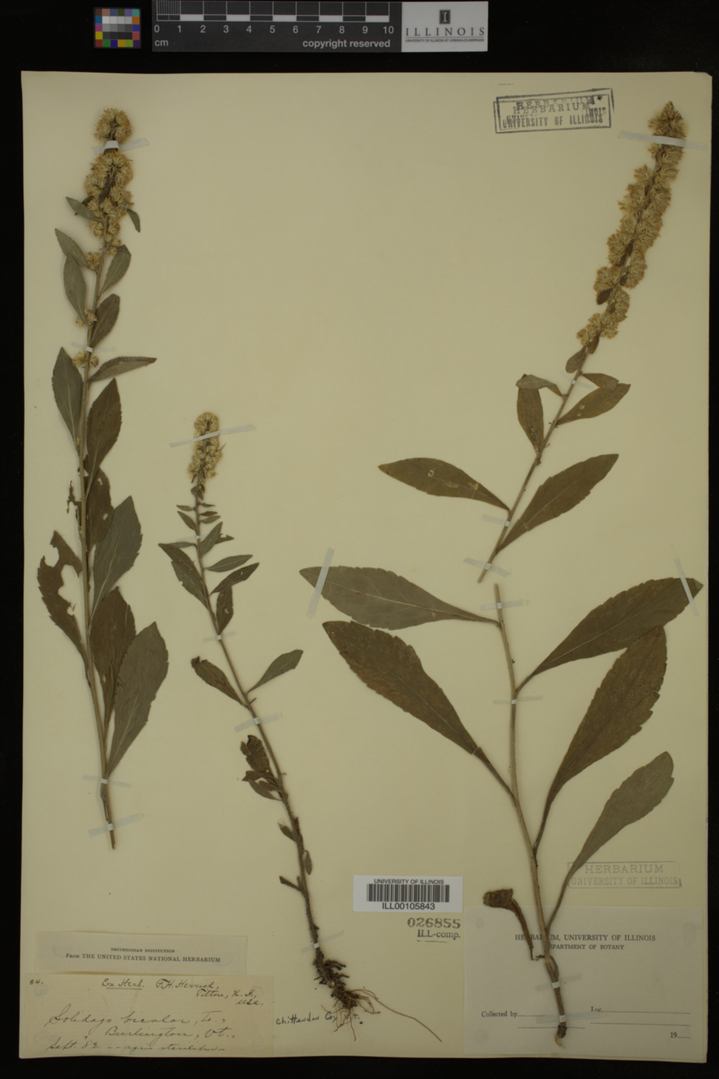 Solidago bicolor image